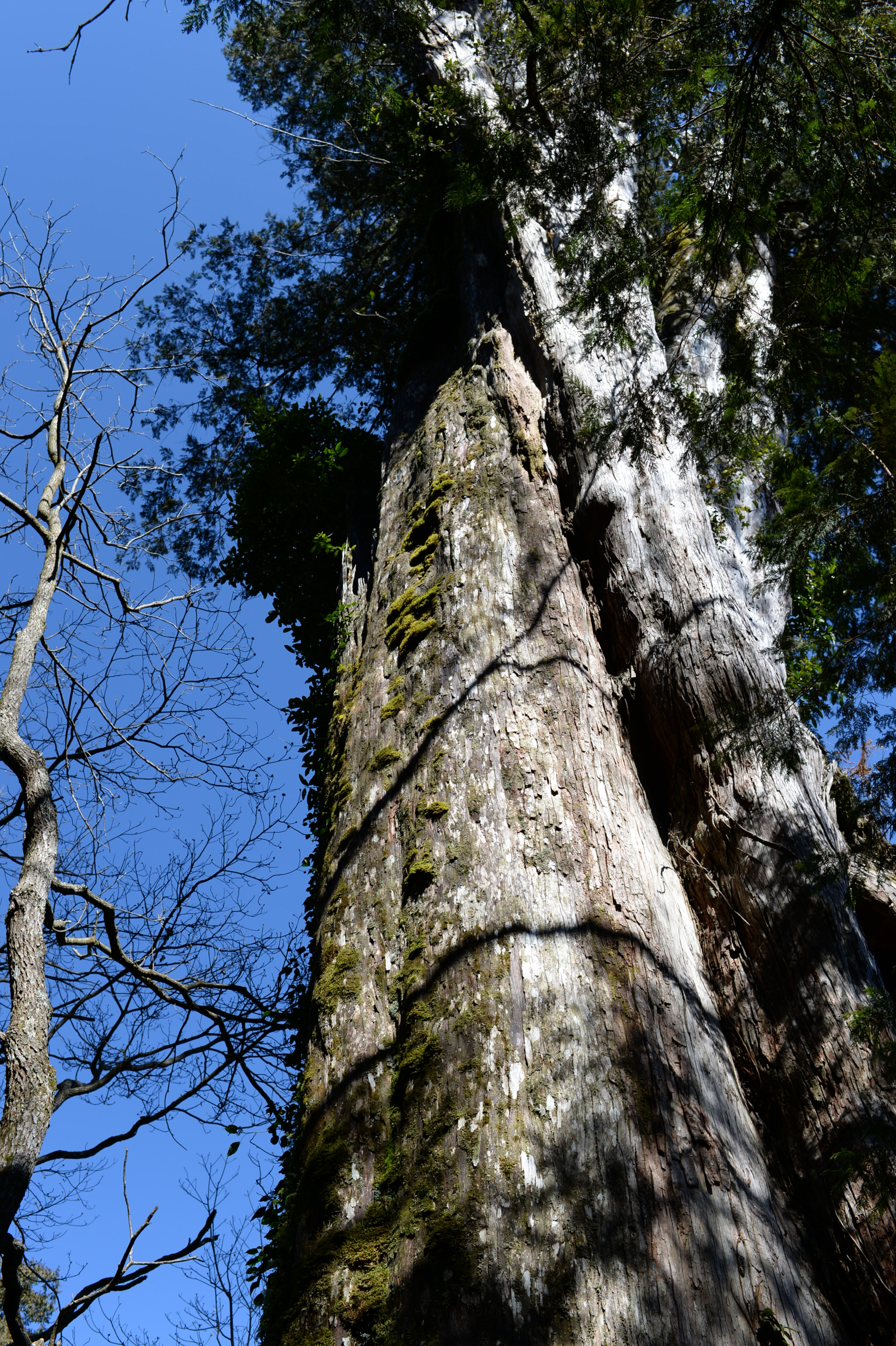 Nikon Df + Nikon AF-S Nikkor 35mm F1.4G sample photo. Giant tree photography