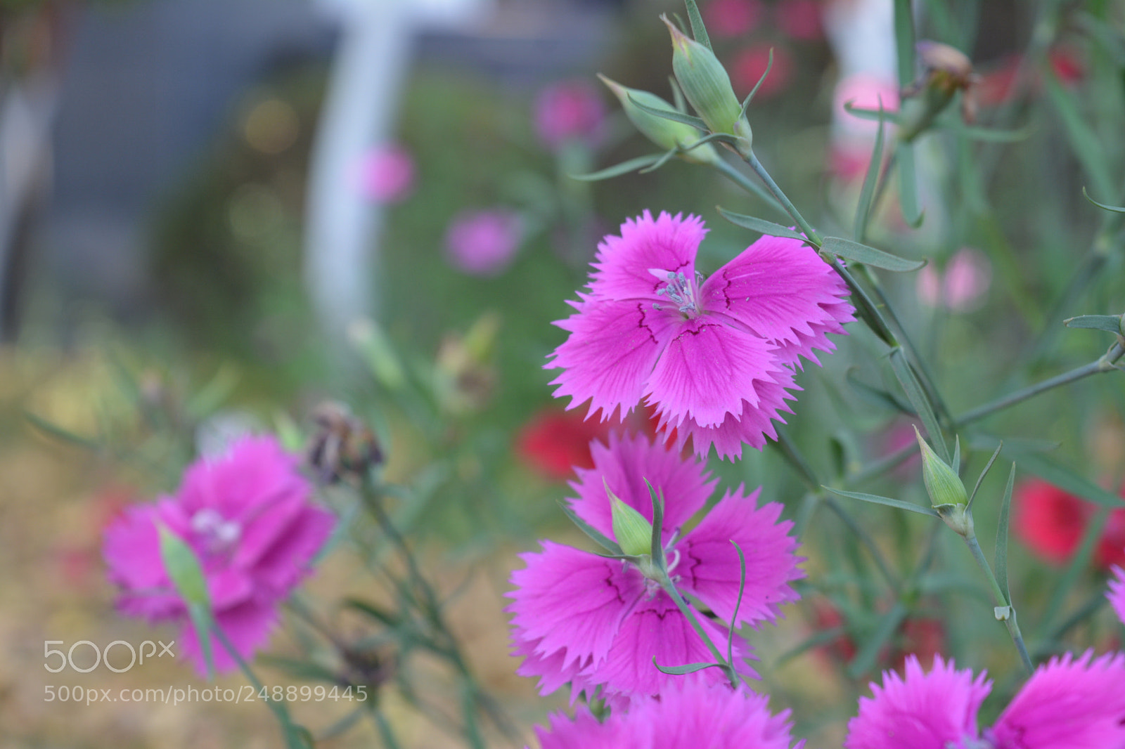 Nikon D5200 sample photo. Photography of nature photography