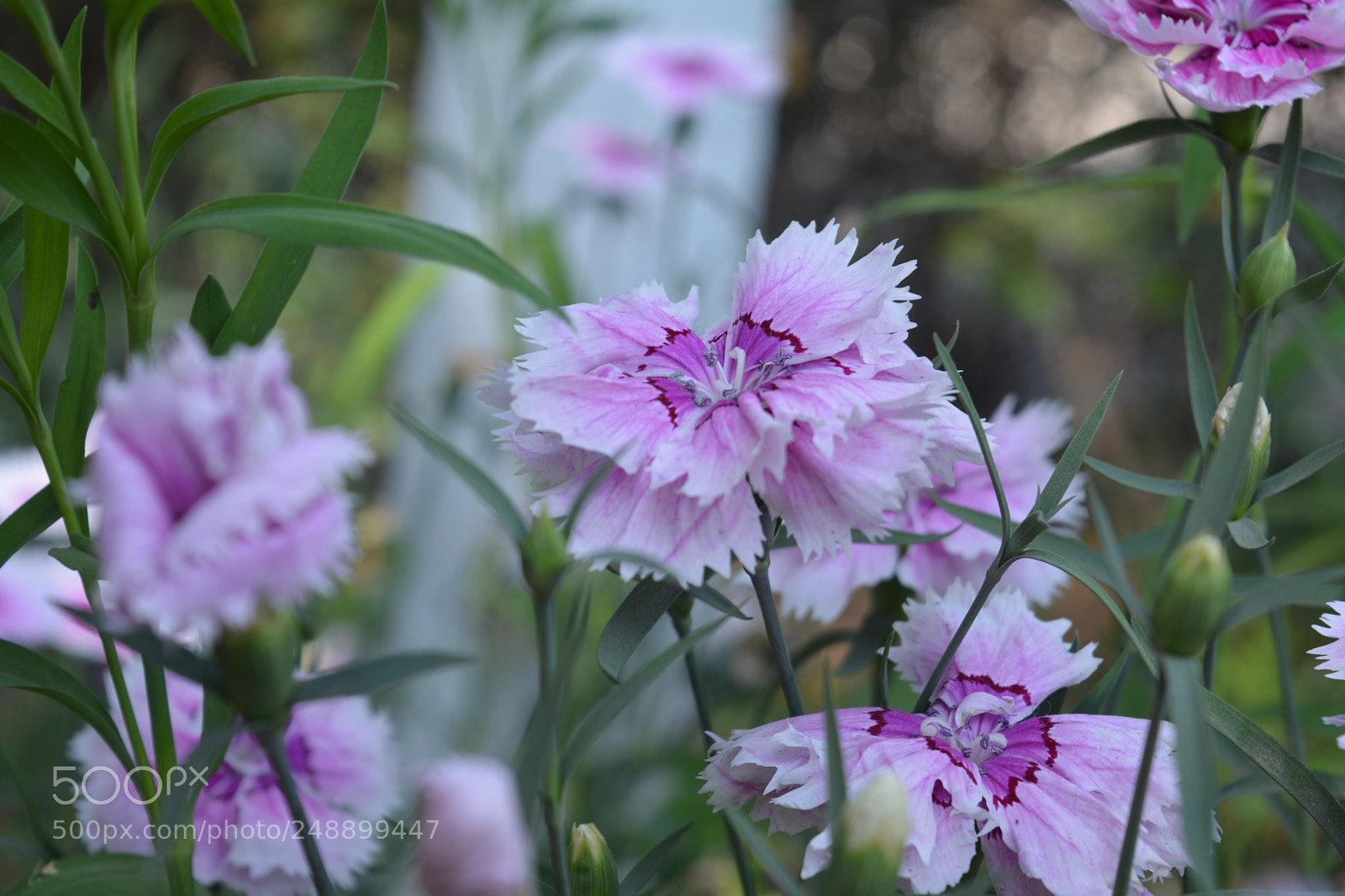 Nikon D5200 sample photo. Photography of nature photography