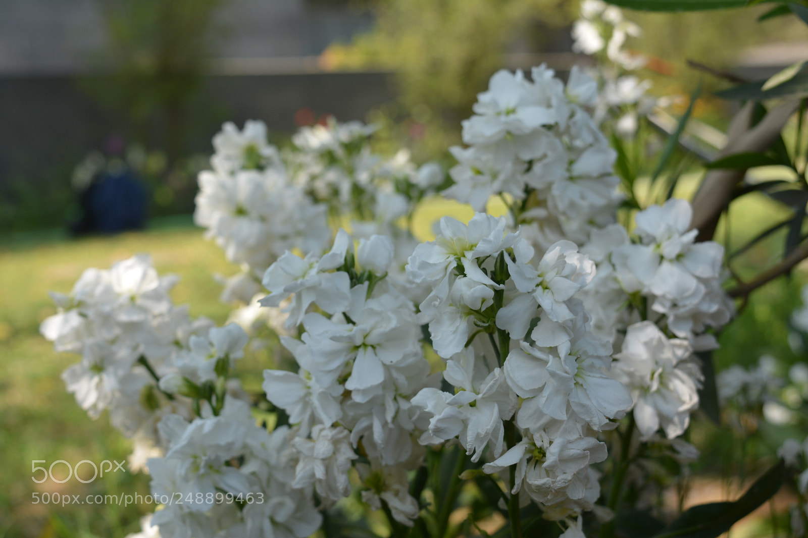 Nikon D5200 sample photo. Photography of nature photography