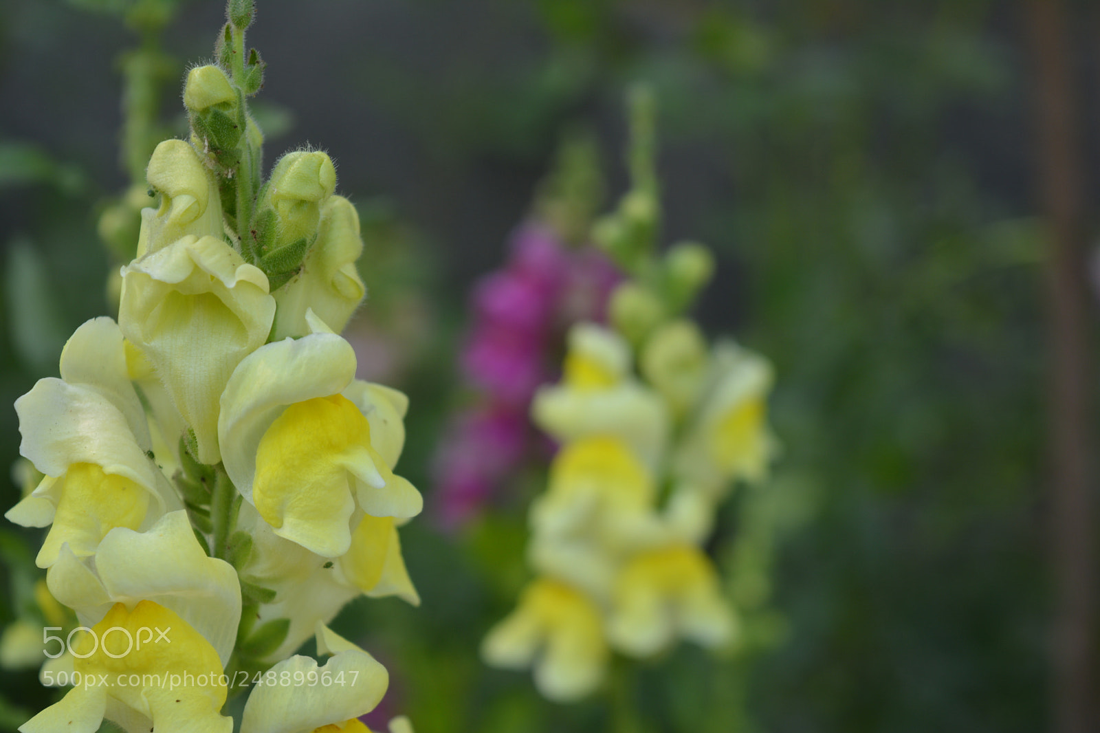 Nikon D5200 sample photo. Photography of nature photography