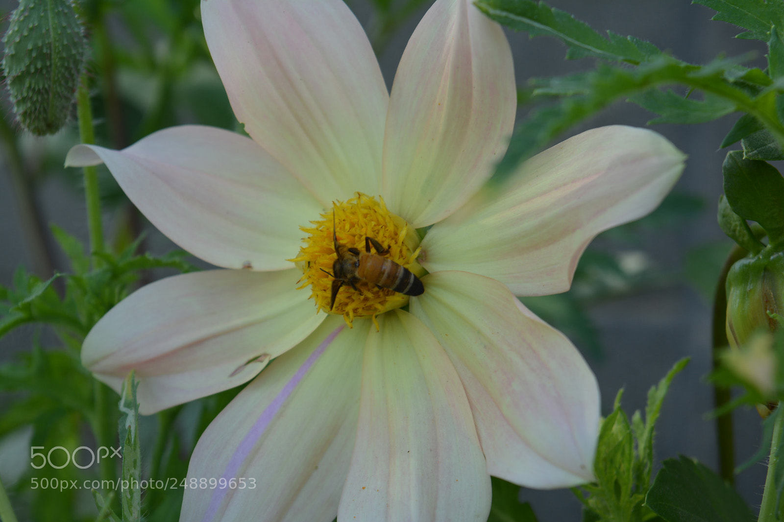 Nikon D5200 sample photo. Photography of nature photography