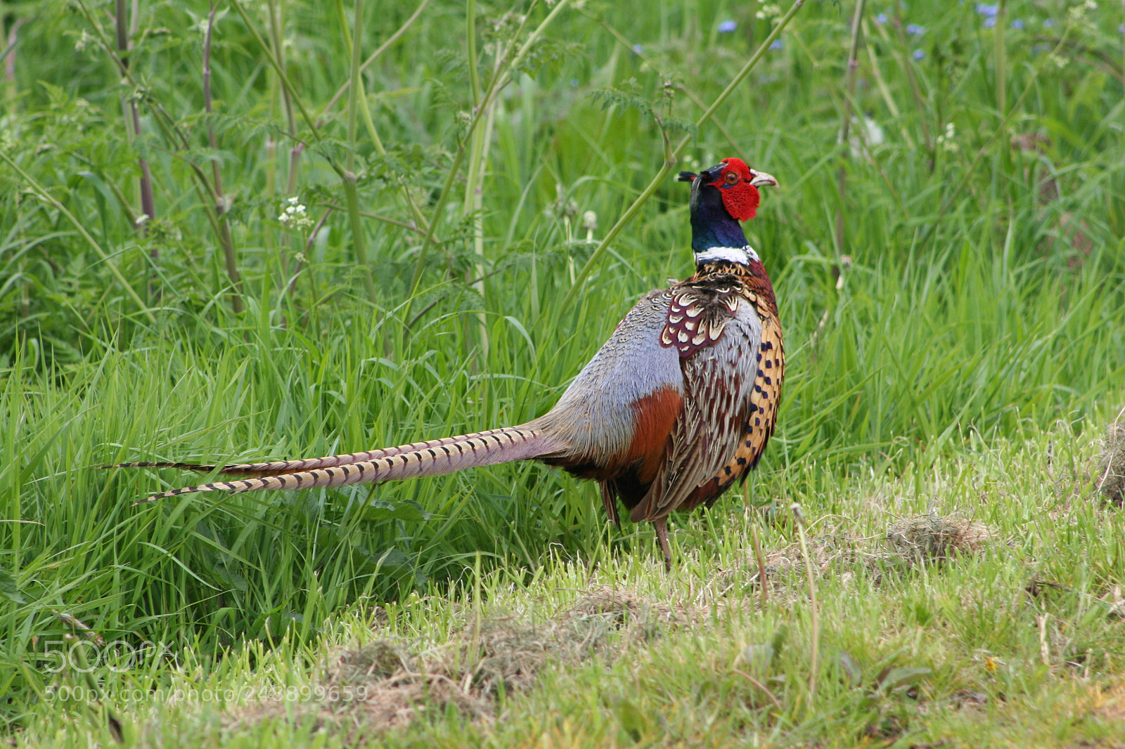 Canon EOS 20D sample photo. Ring-necked pheasant taken near photography
