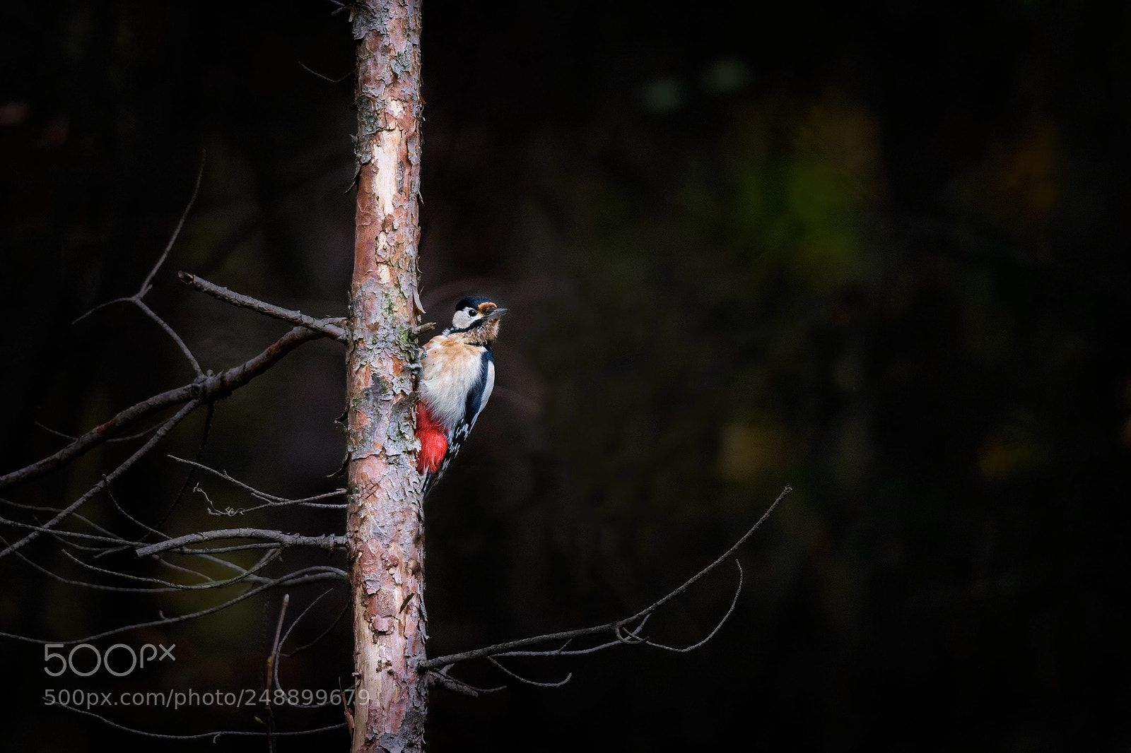 Nikon D7100 sample photo. Curious woodpecker photography