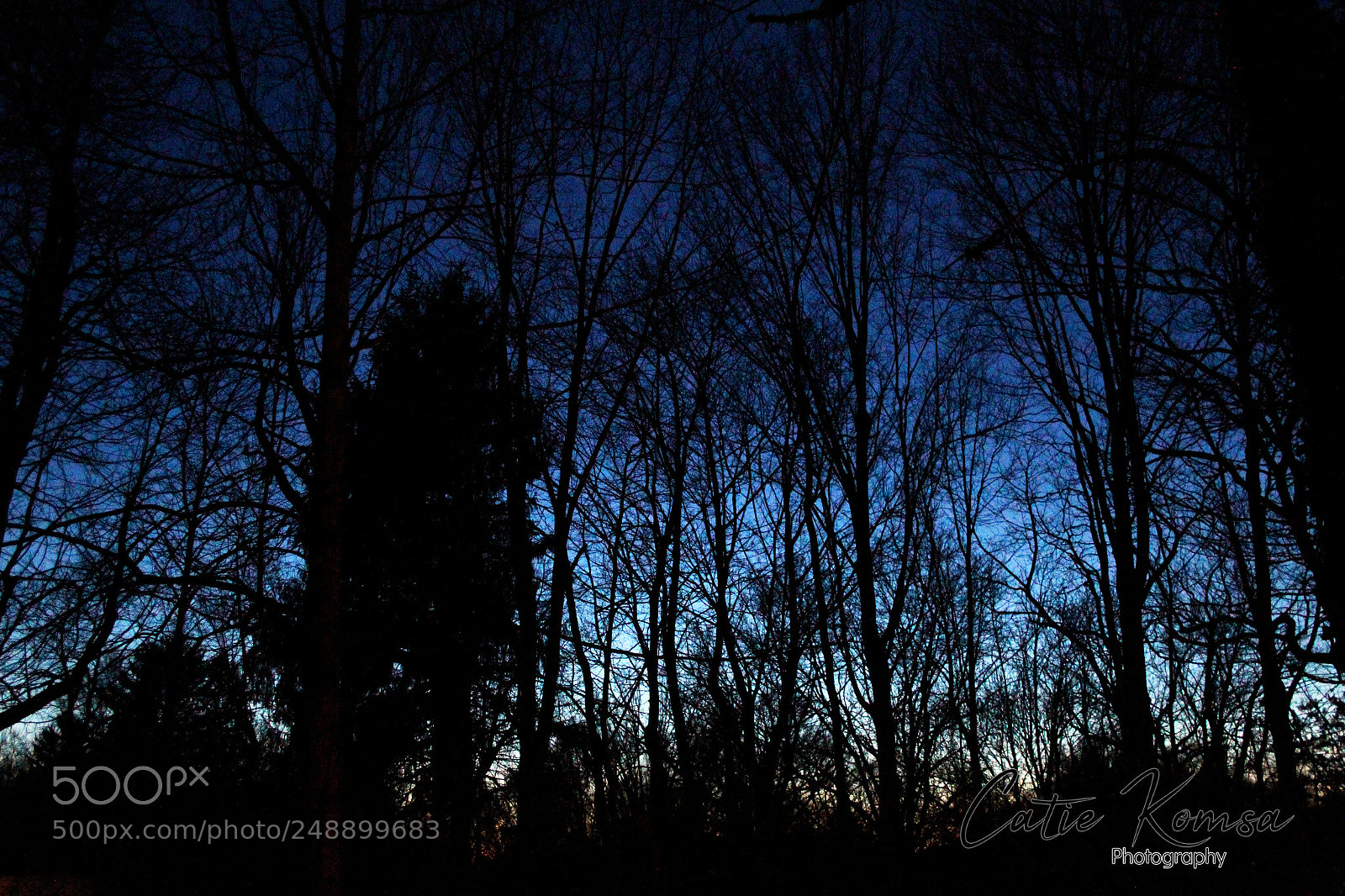 Canon EOS 550D (EOS Rebel T2i / EOS Kiss X4) sample photo. Blue trees photography