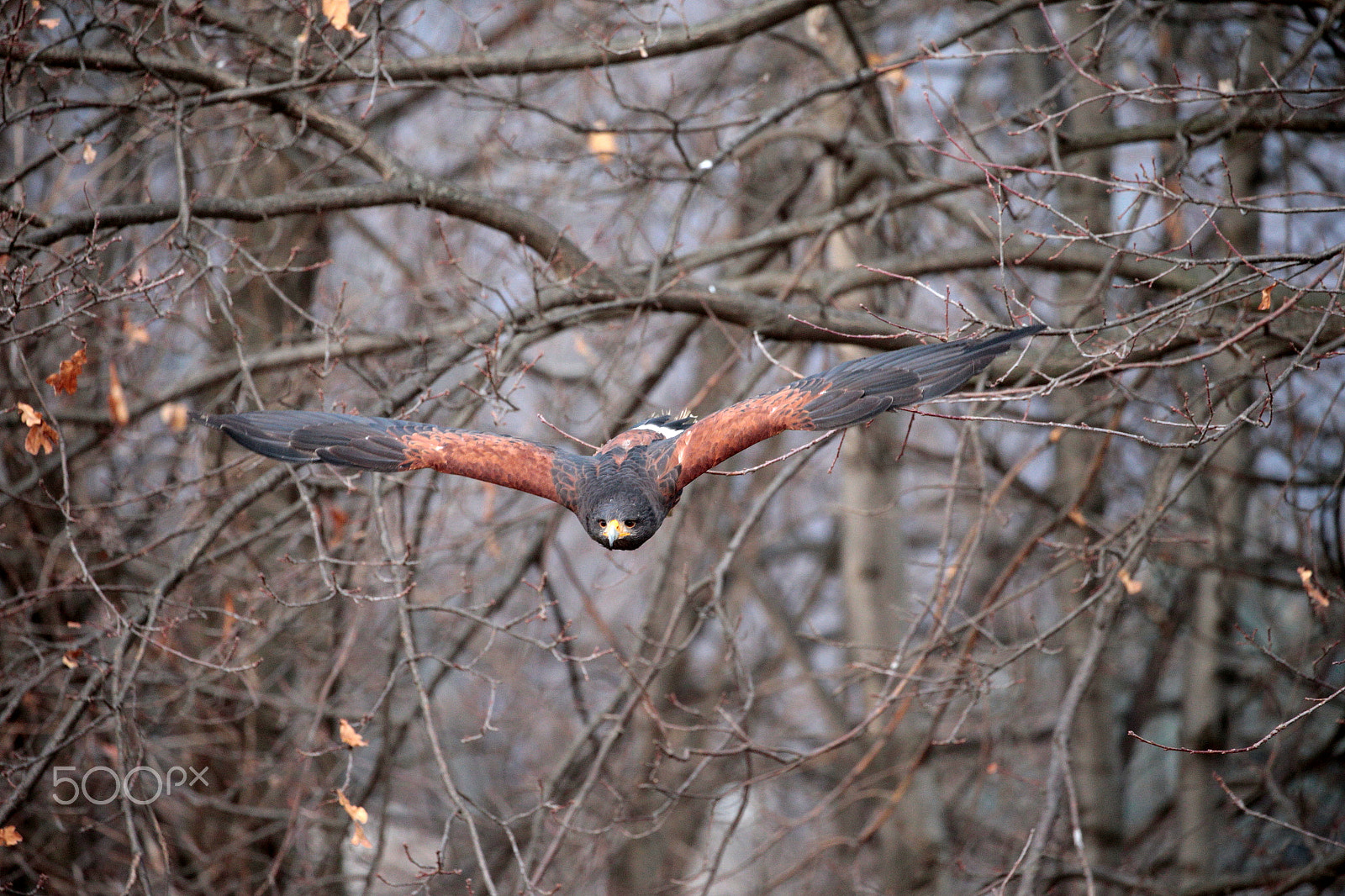 Canon EOS-1D X sample photo. Harris hawk photography
