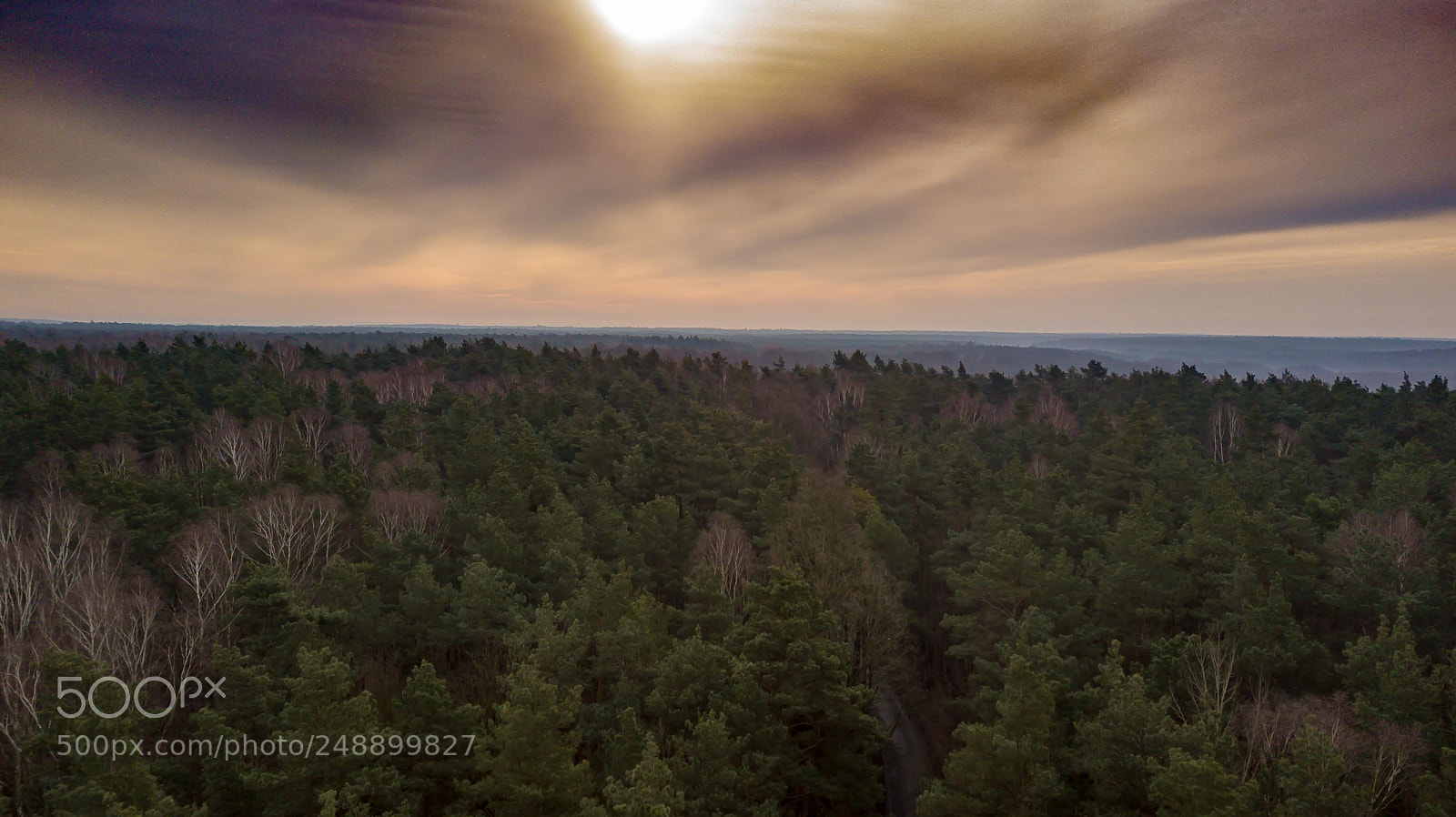 DJI FC220 sample photo. Forest zielonka in the photography