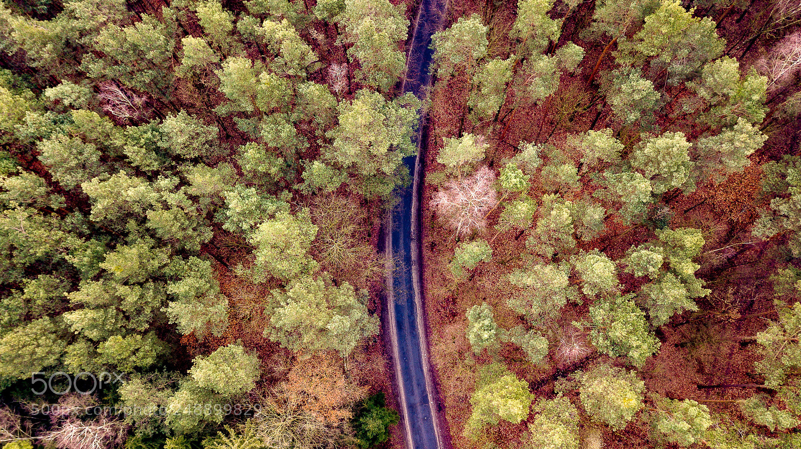 DJI FC220 sample photo. Forest zielonka in the photography