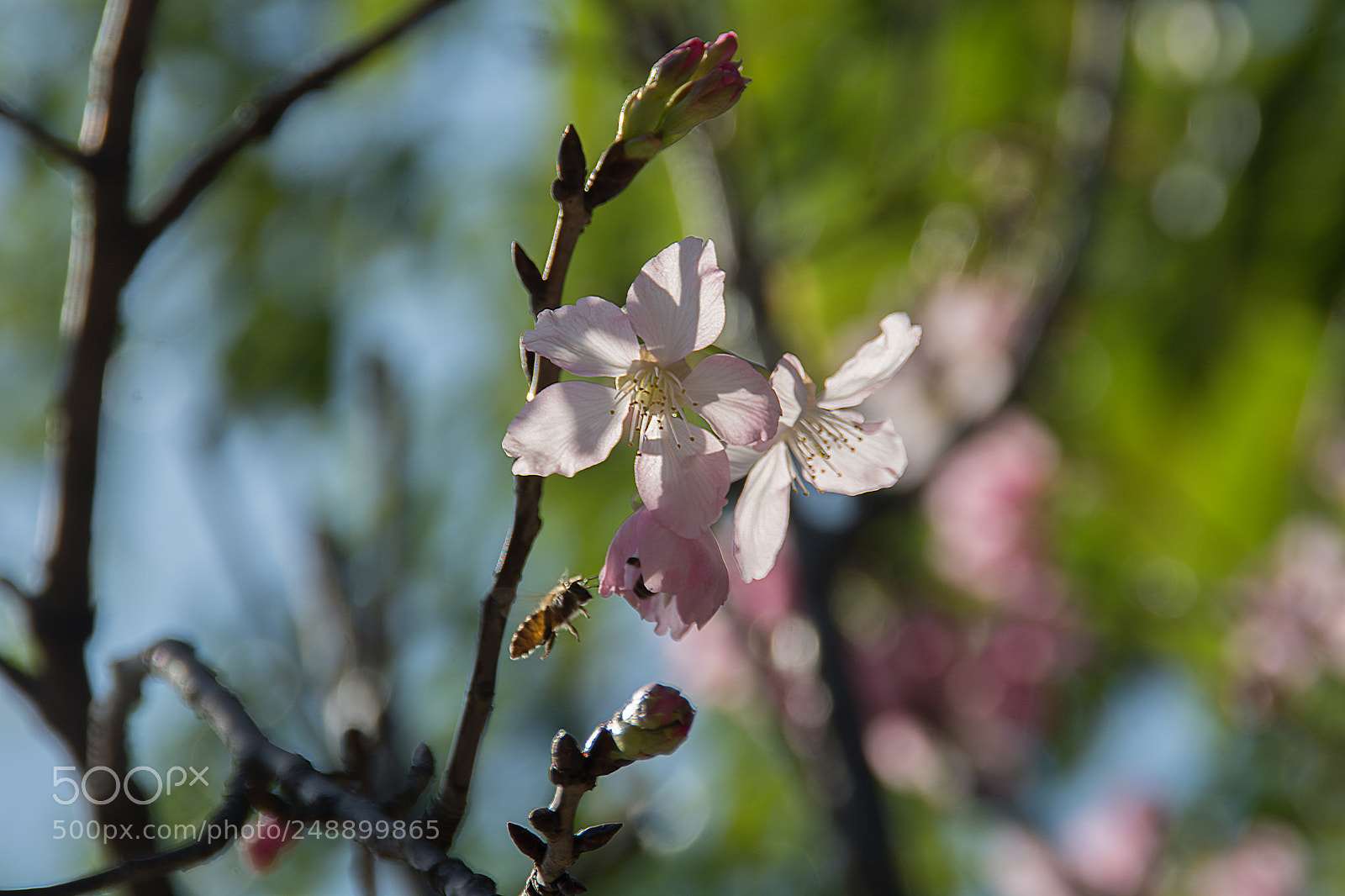 Nikon D7100 sample photo. 樱花 photography
