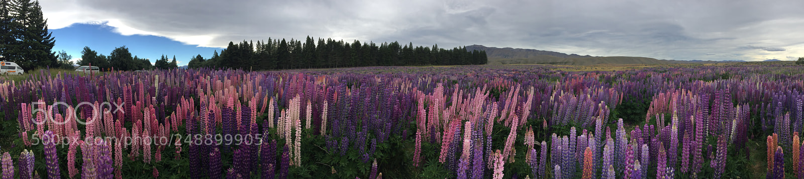 Apple iPhone 6 sample photo. Tekapo, south island, new photography