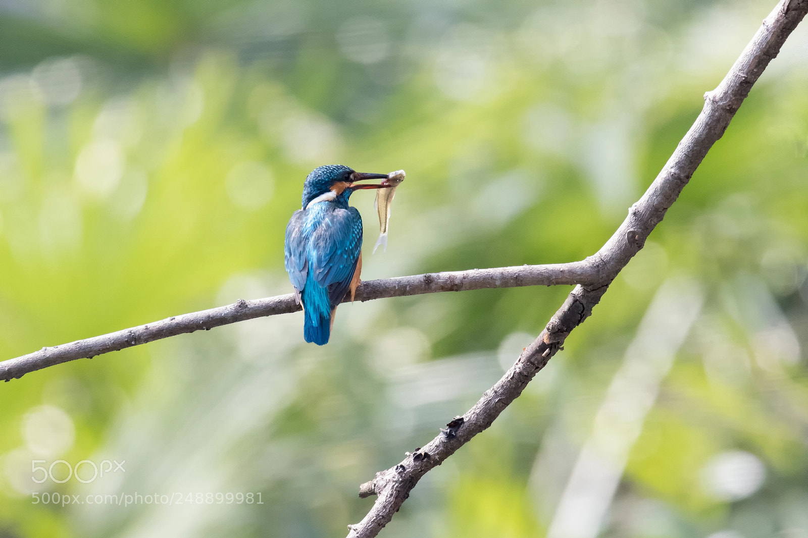 Canon EOS 80D sample photo. Kingfisher1 photography