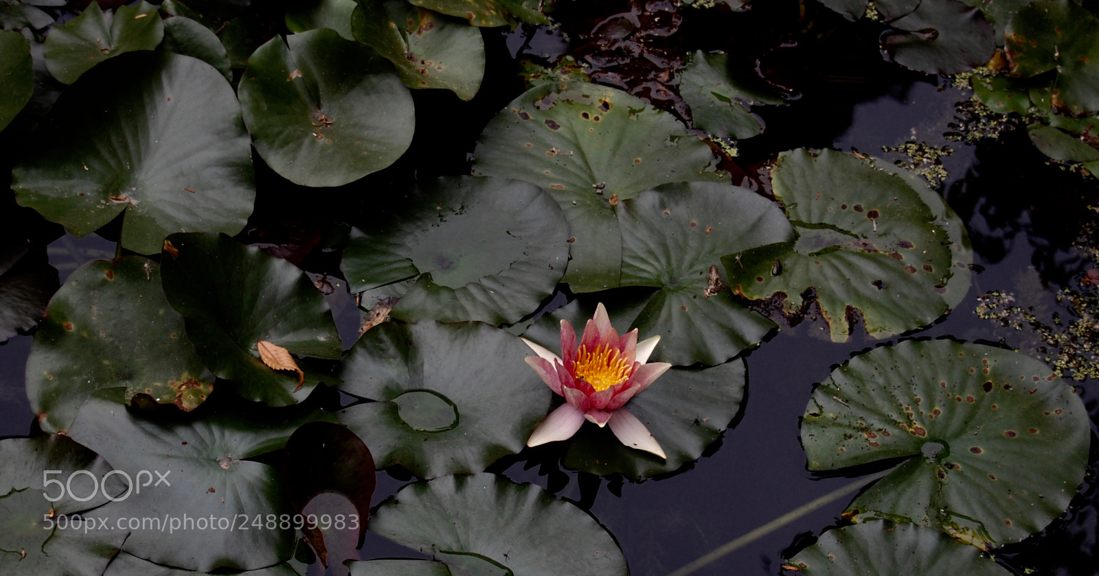 Nikon D40 sample photo. Untitled photography