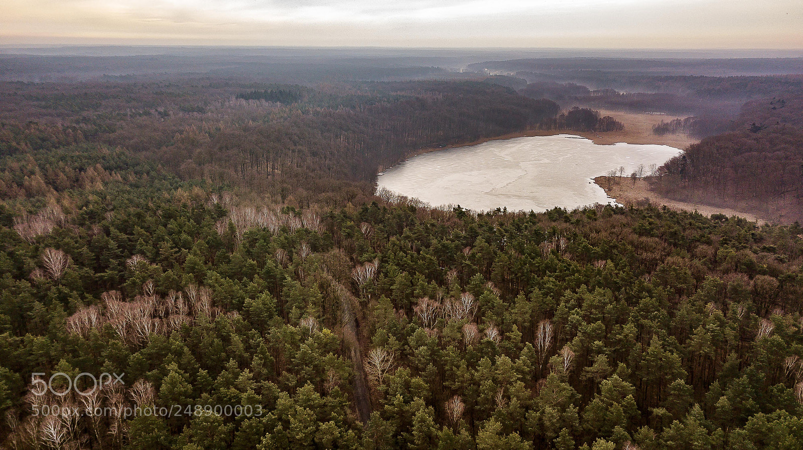 DJI FC220 sample photo. Forest zielonka in the photography
