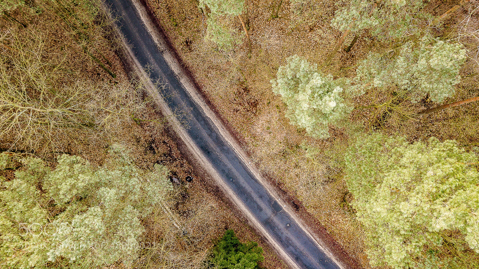 DJI FC220 sample photo. Forest zielonka in the photography