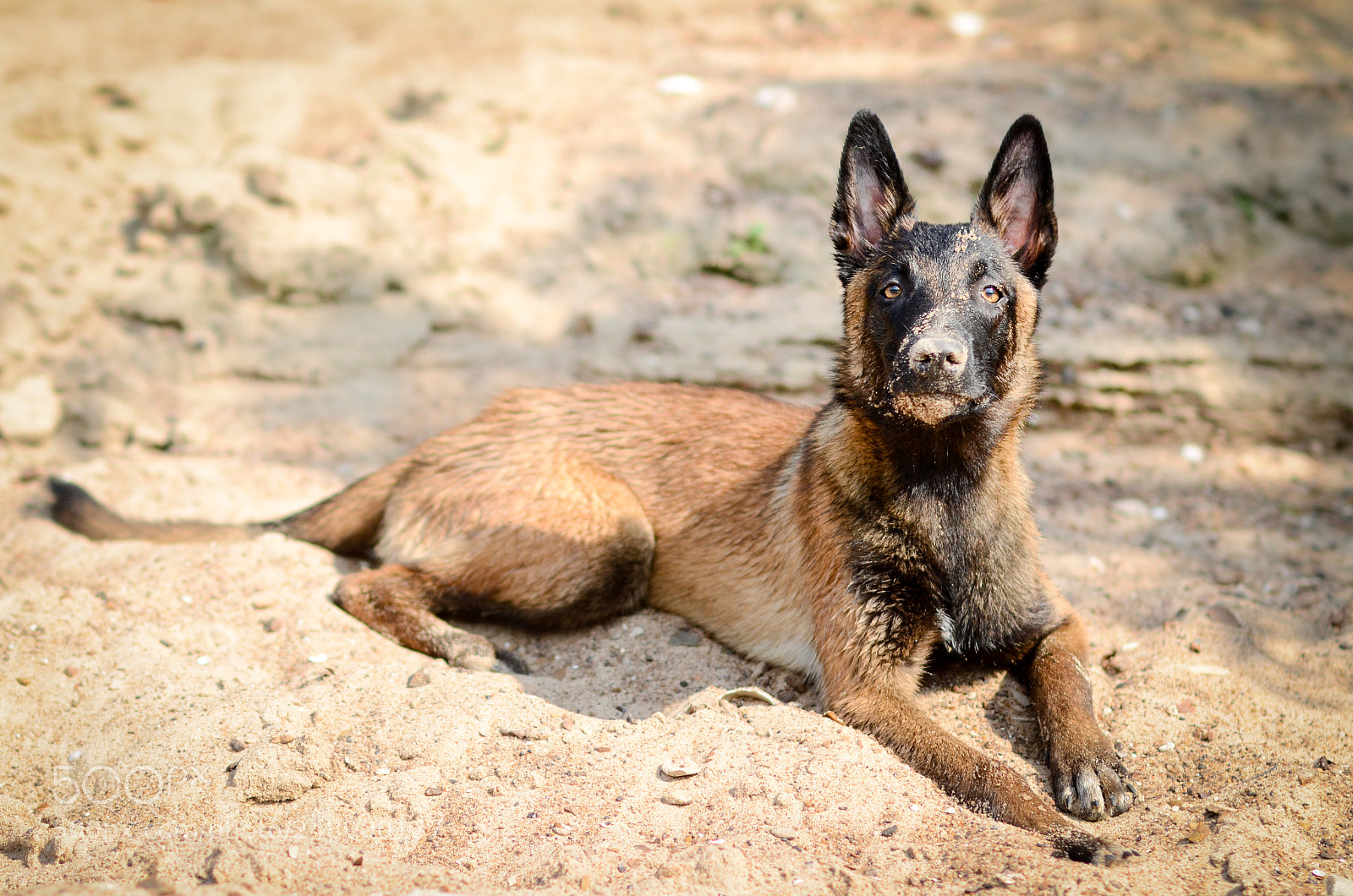 Nikon D7000 sample photo. Sandy muzzle photography