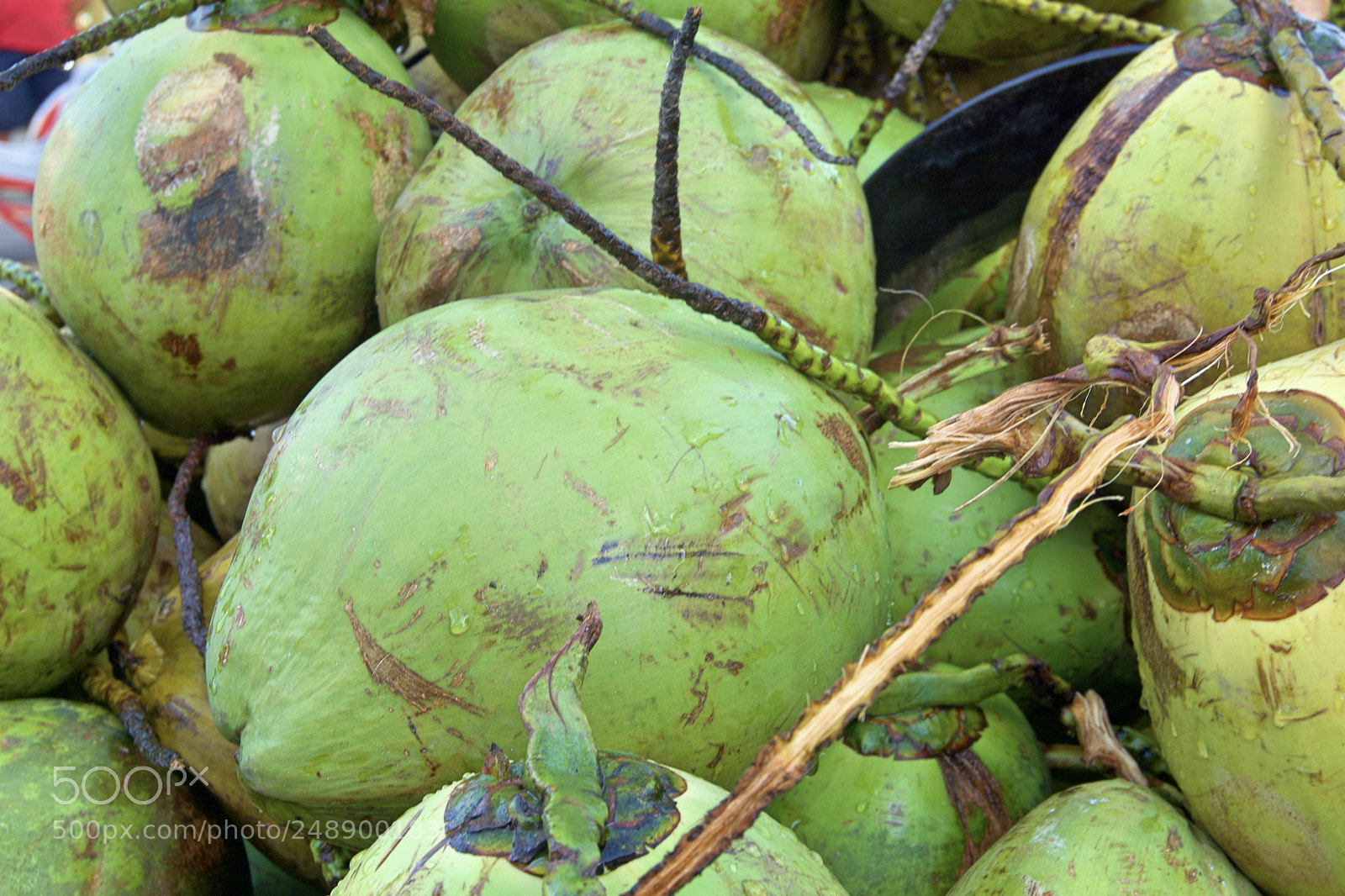 Sony a6000 sample photo. Coconut photography