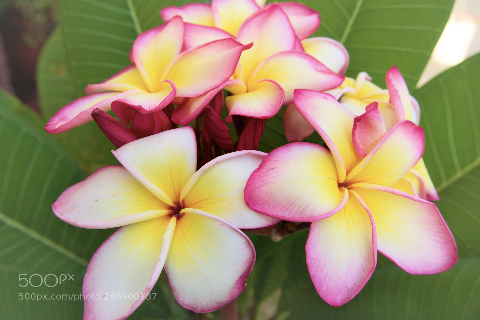 Sony a6000 sample photo. Flower photography