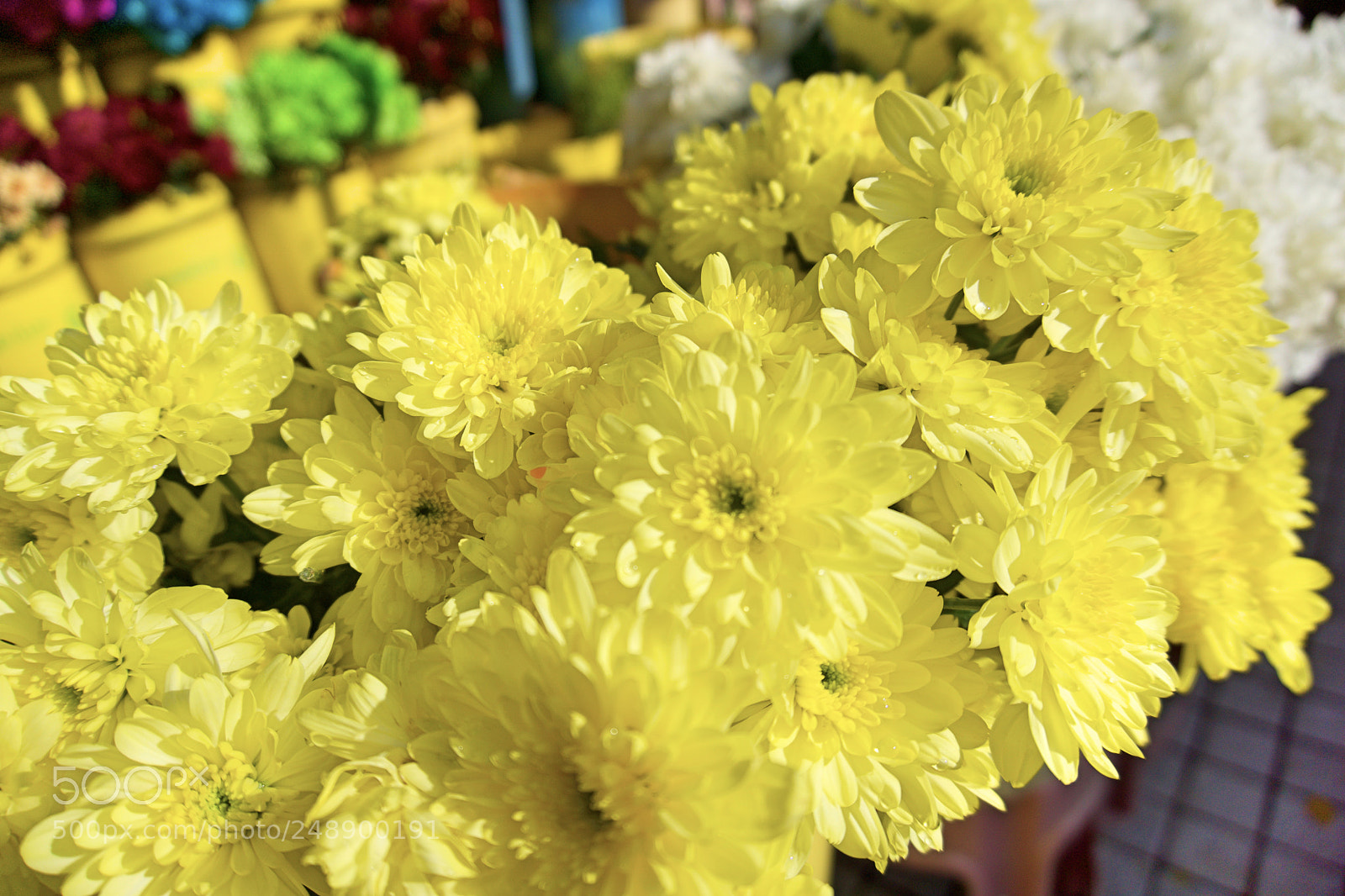 Sony a6000 sample photo. Flower photography
