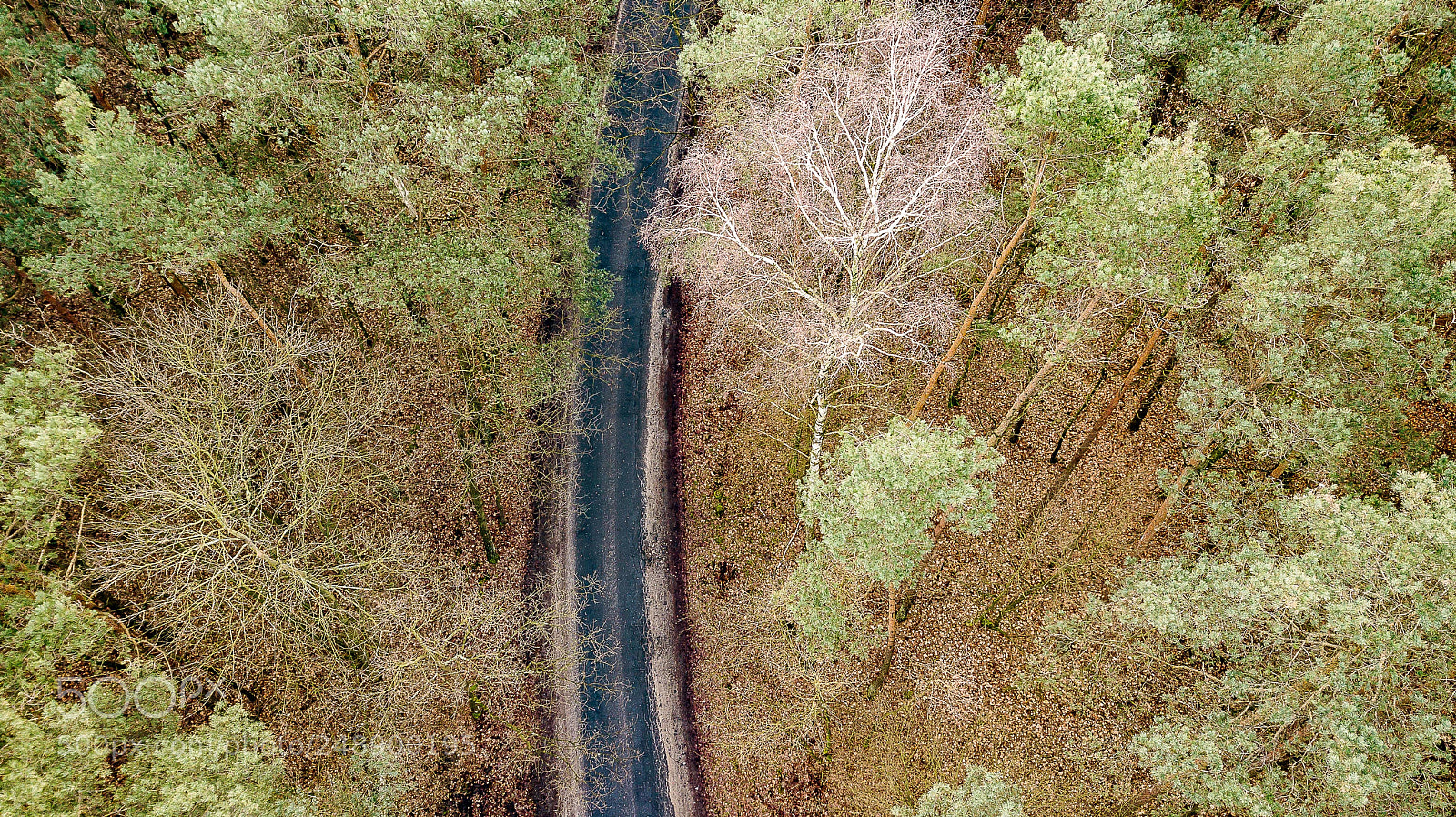 DJI FC220 sample photo. Forest zielonka in the photography