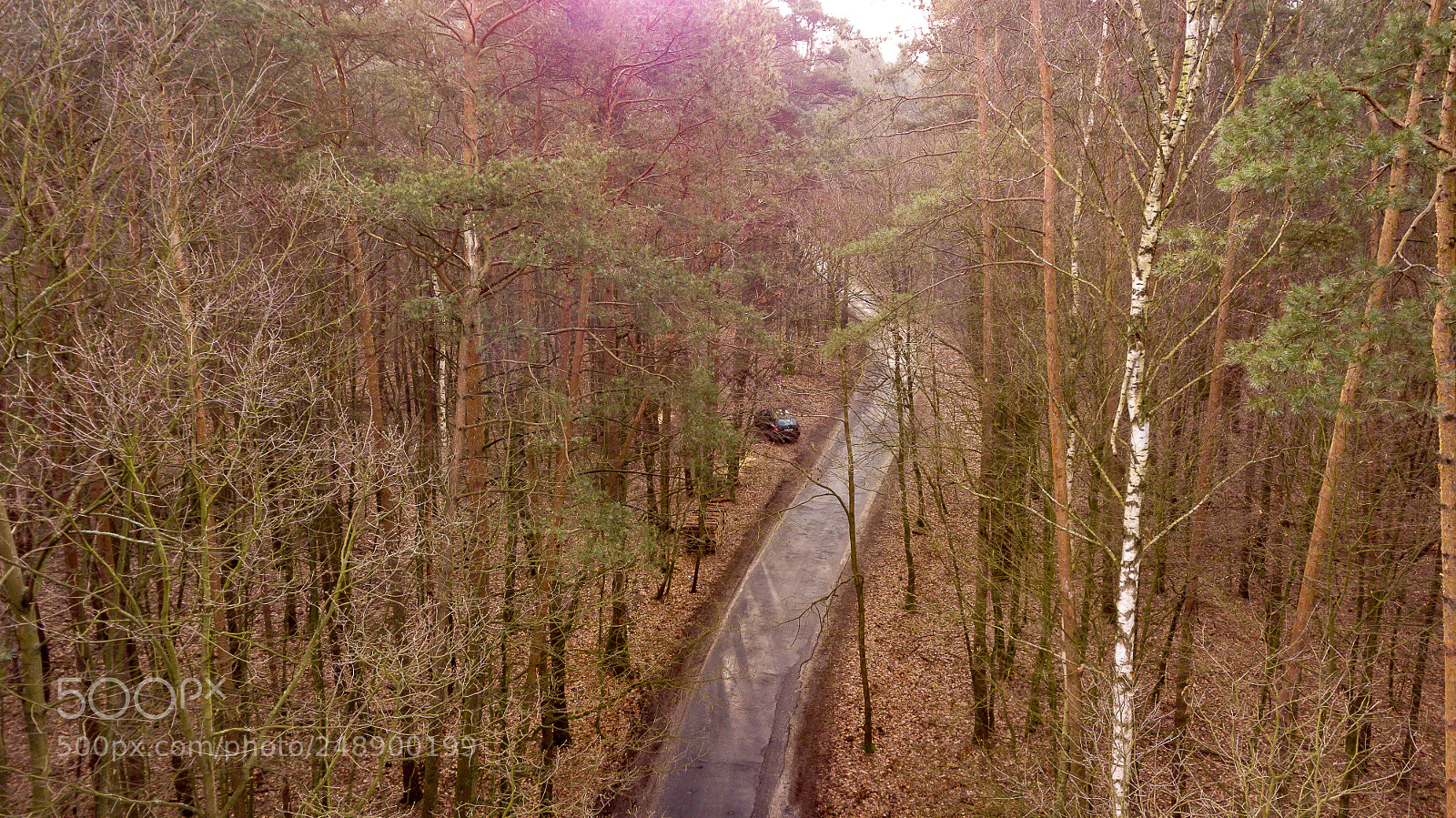 DJI FC220 sample photo. Forest zielonka in the photography