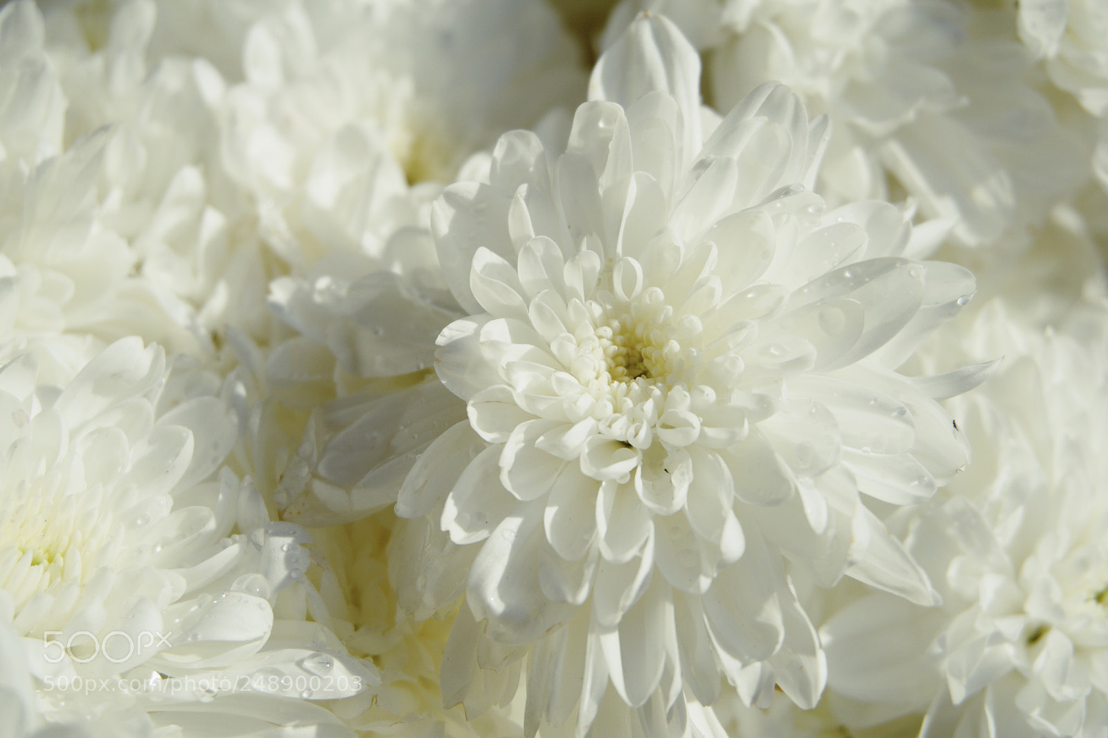 Sony a6000 sample photo. Flower photography