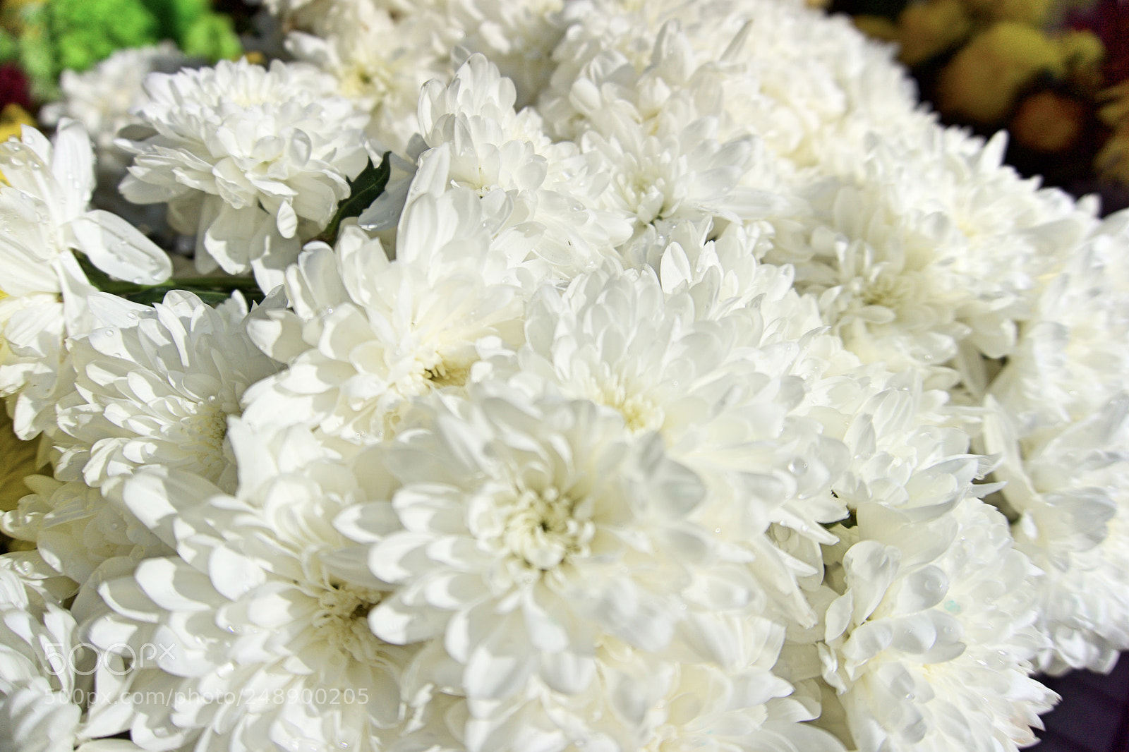 Sony a6000 sample photo. Flower photography