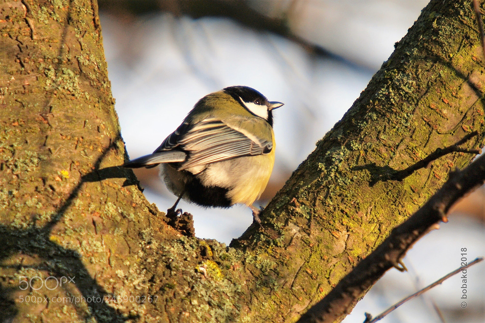 Olympus E-620 (EVOLT E-620) sample photo. Széncinege  / parus major / photography