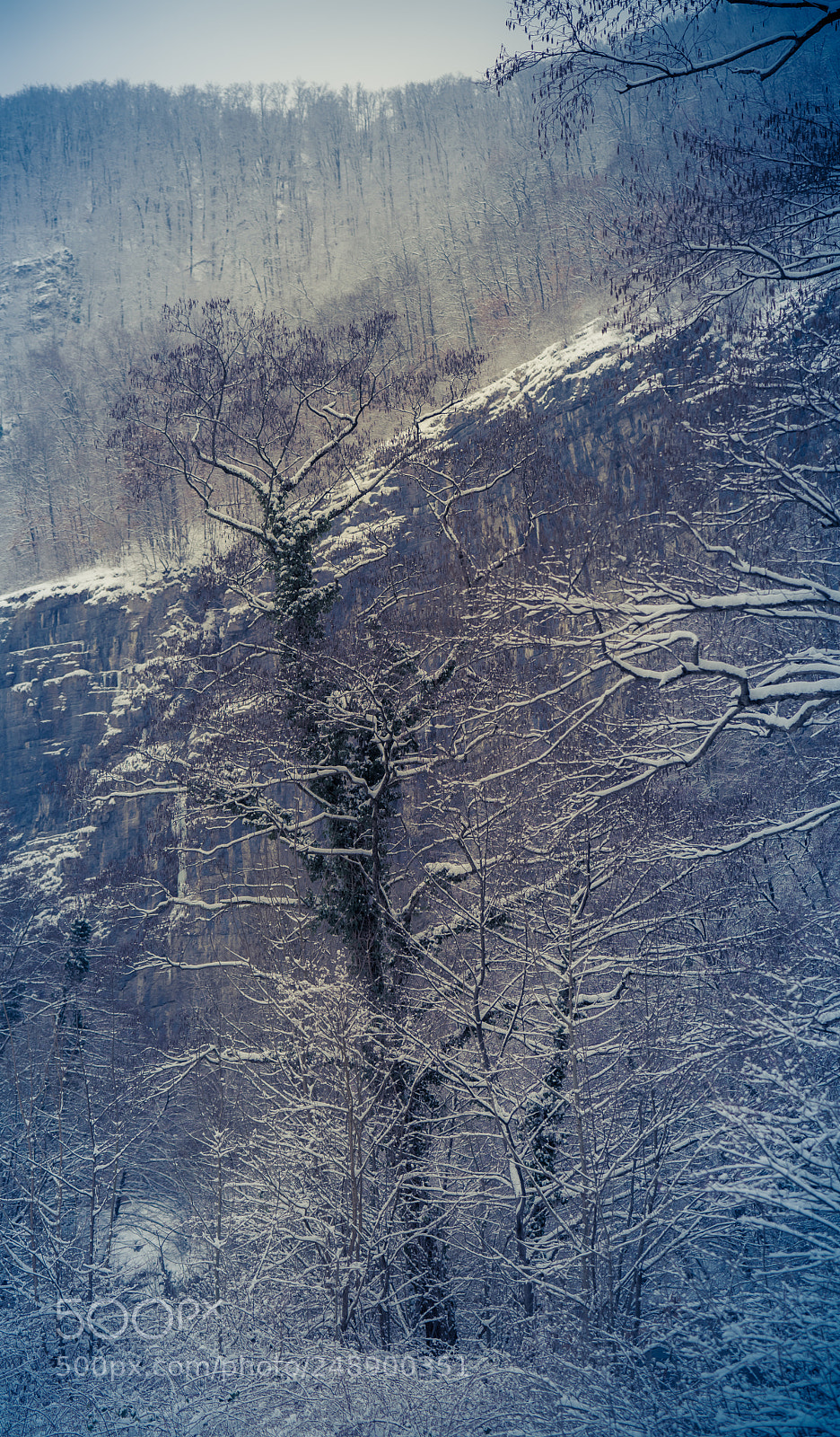 Sony a7R II sample photo. Resisting winter photography