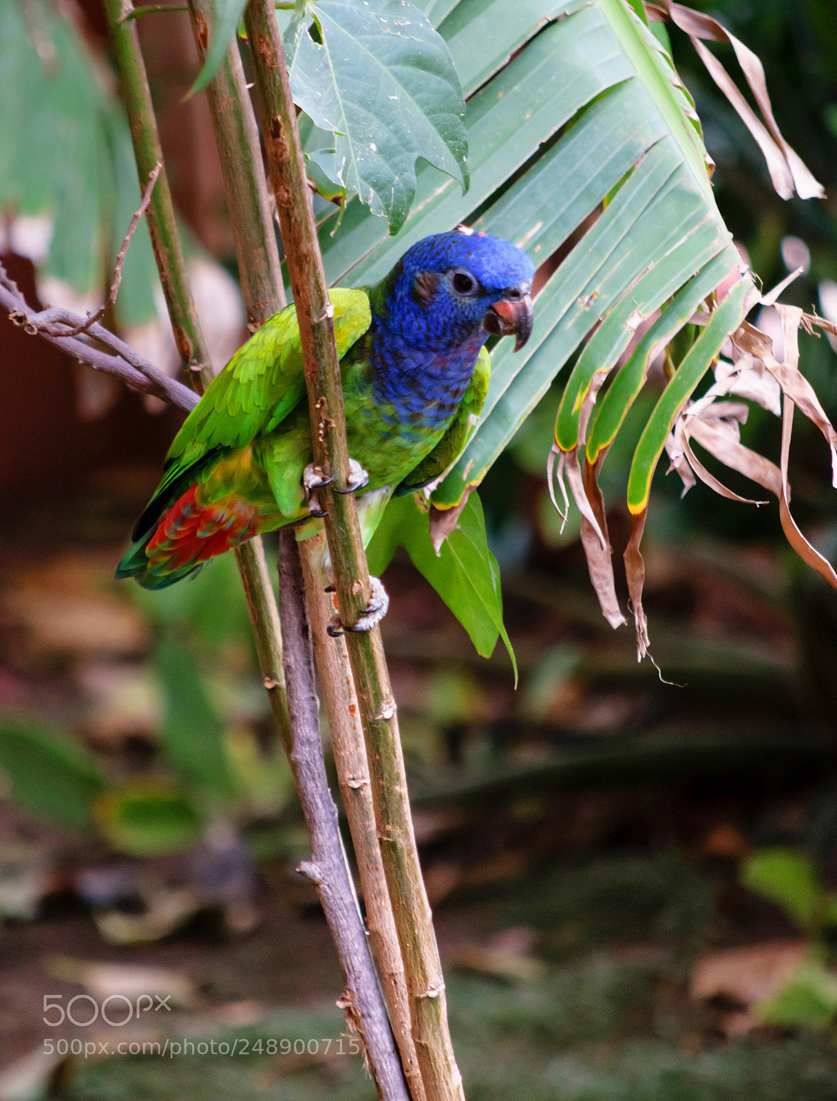 Nikon D3300 sample photo. Escaped parrot photography
