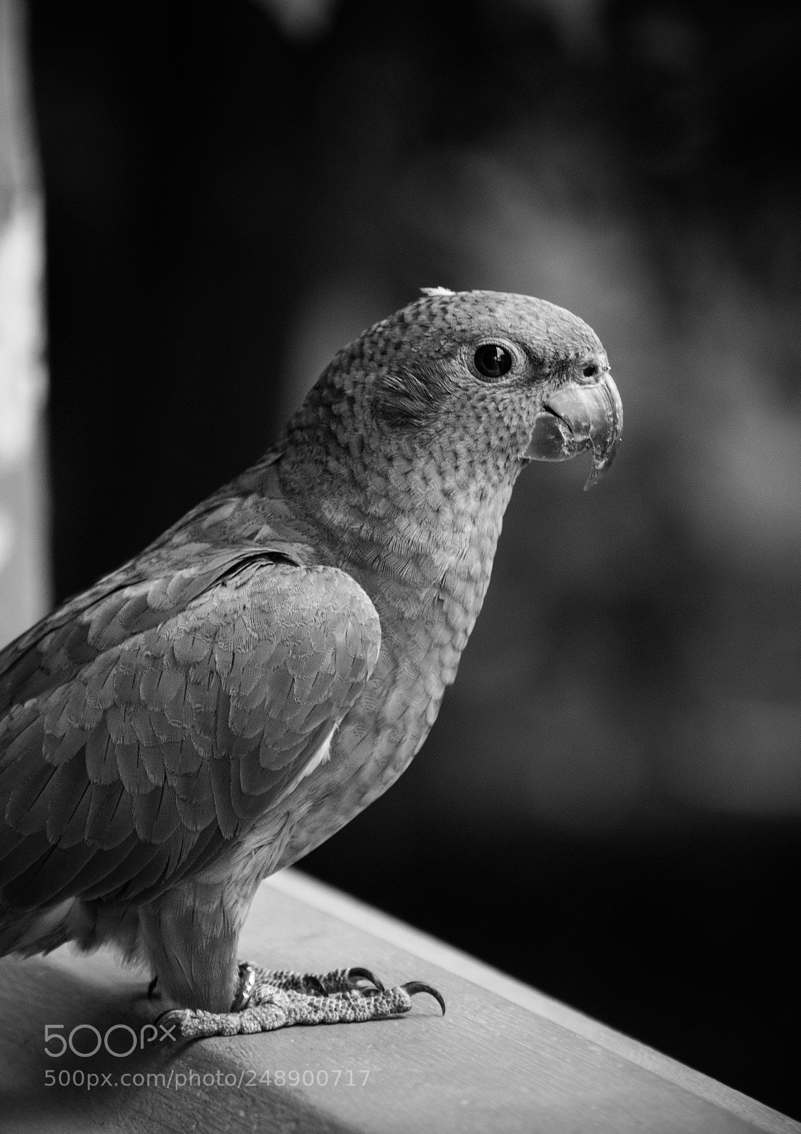 Nikon D3300 sample photo. Escaped parrot photography
