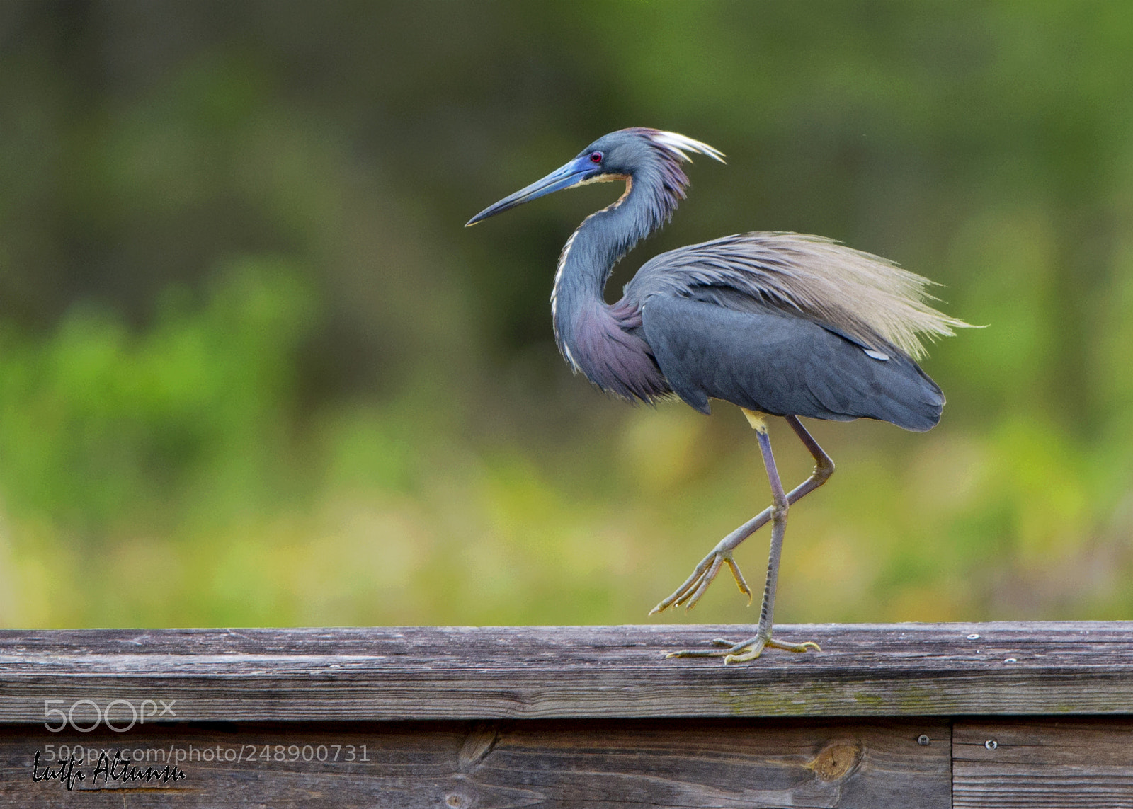 Nikon D7100 sample photo. Tricolored heron louisiana heron photography