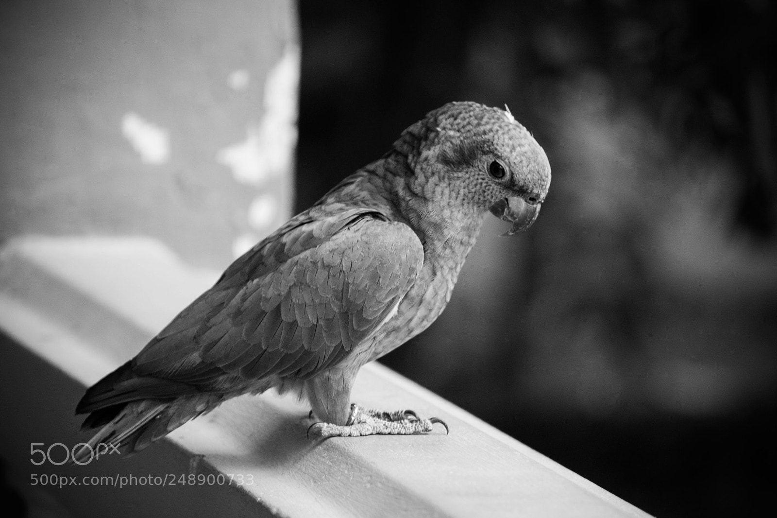 Nikon D3300 sample photo. Escaped parrot photography