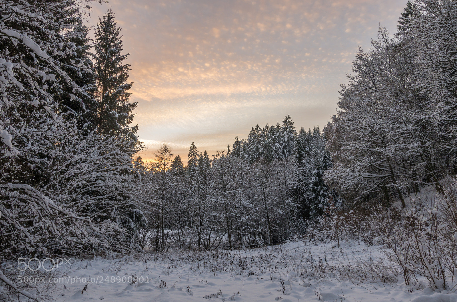Pentax K-5 sample photo. Winter forest photography