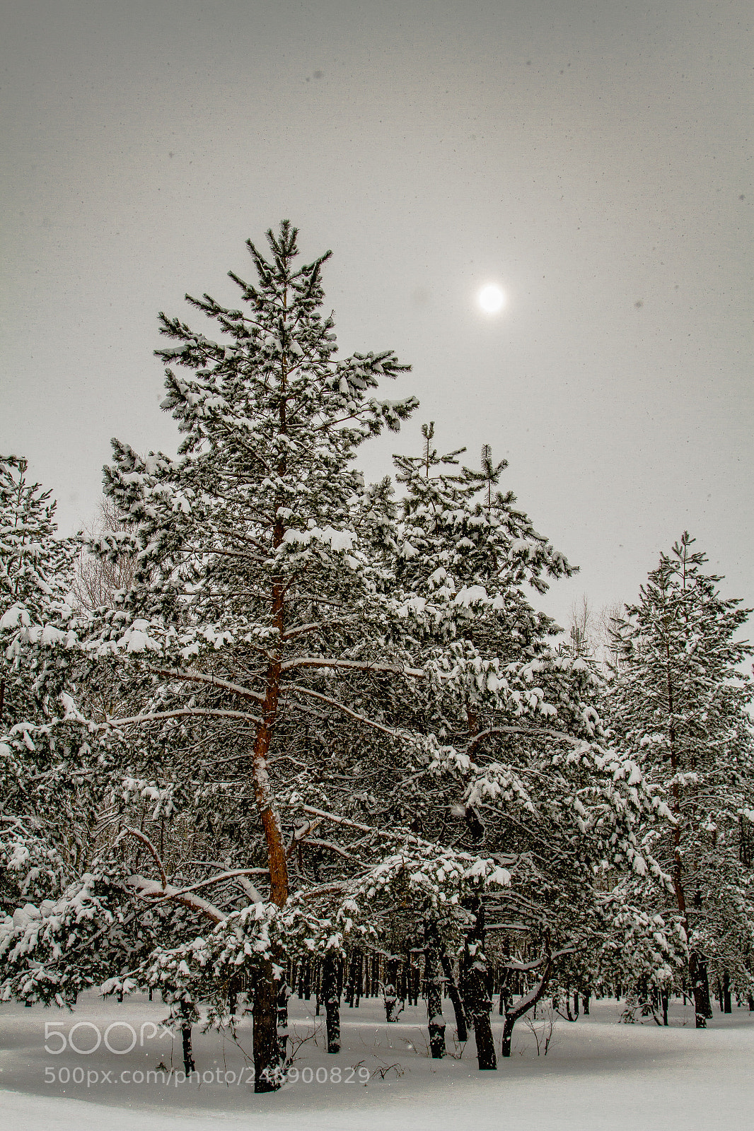 Canon EOS 7D sample photo. Snowfall russian winter photography