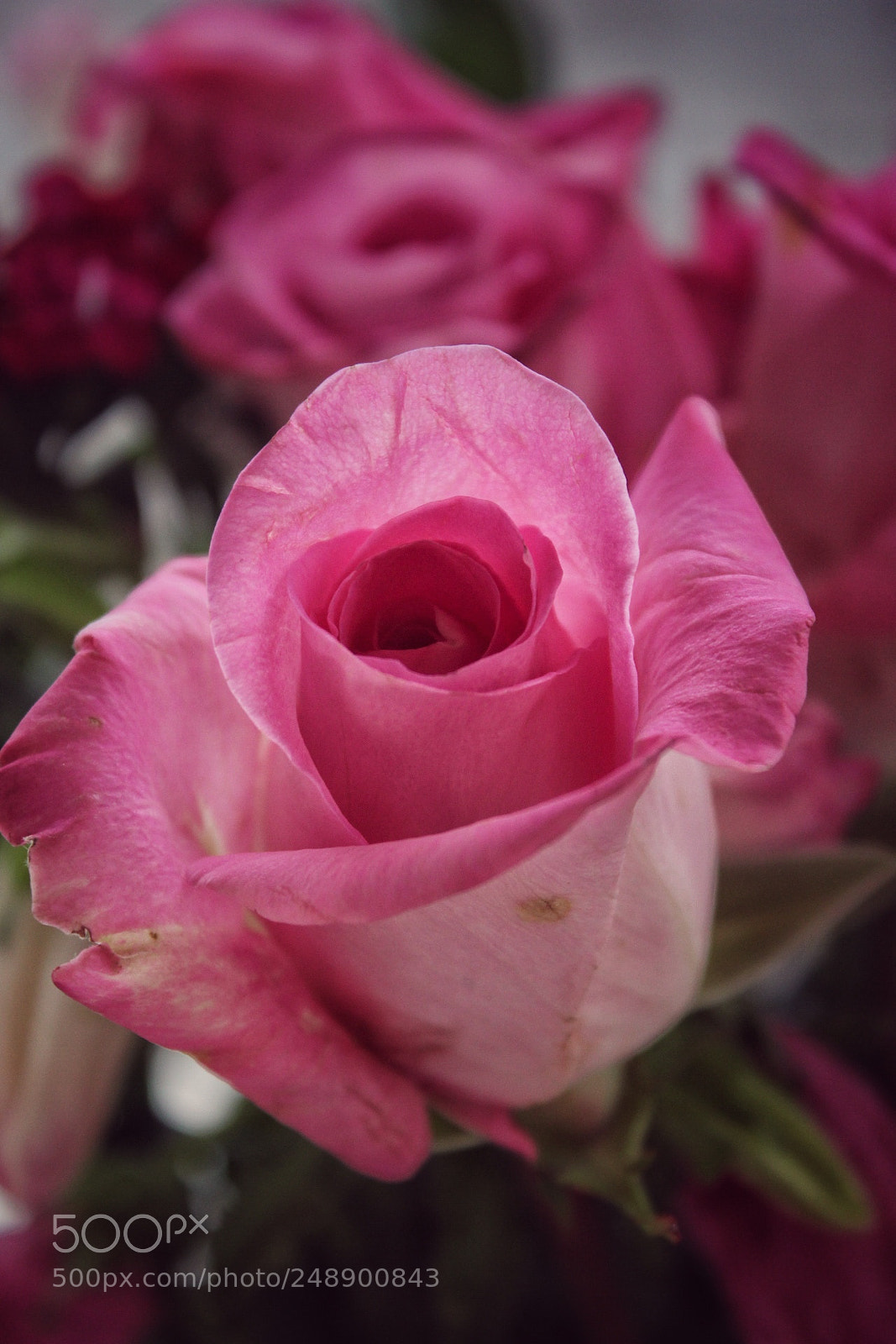 Canon EOS 1300D (EOS Rebel T6 / EOS Kiss X80) sample photo. Pretty pink rose!!! photography