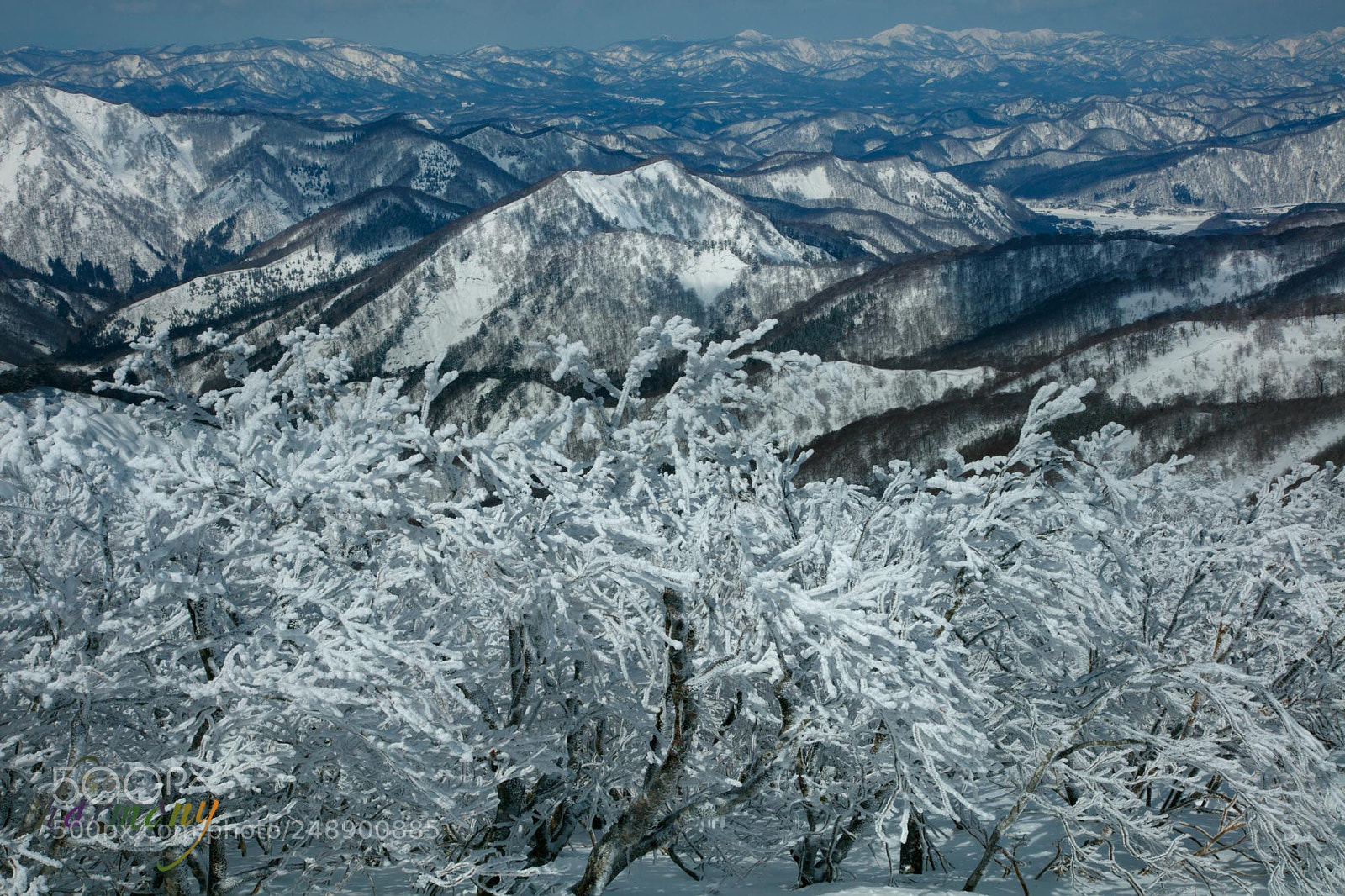 Canon EOS 5DS sample photo. Frost trees with snow photography