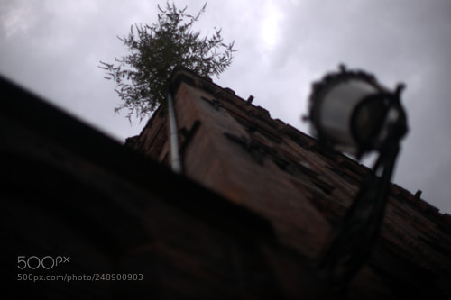 Sony Alpha DSLR-A850 sample photo. Buisson. bruges, août 2017 photography