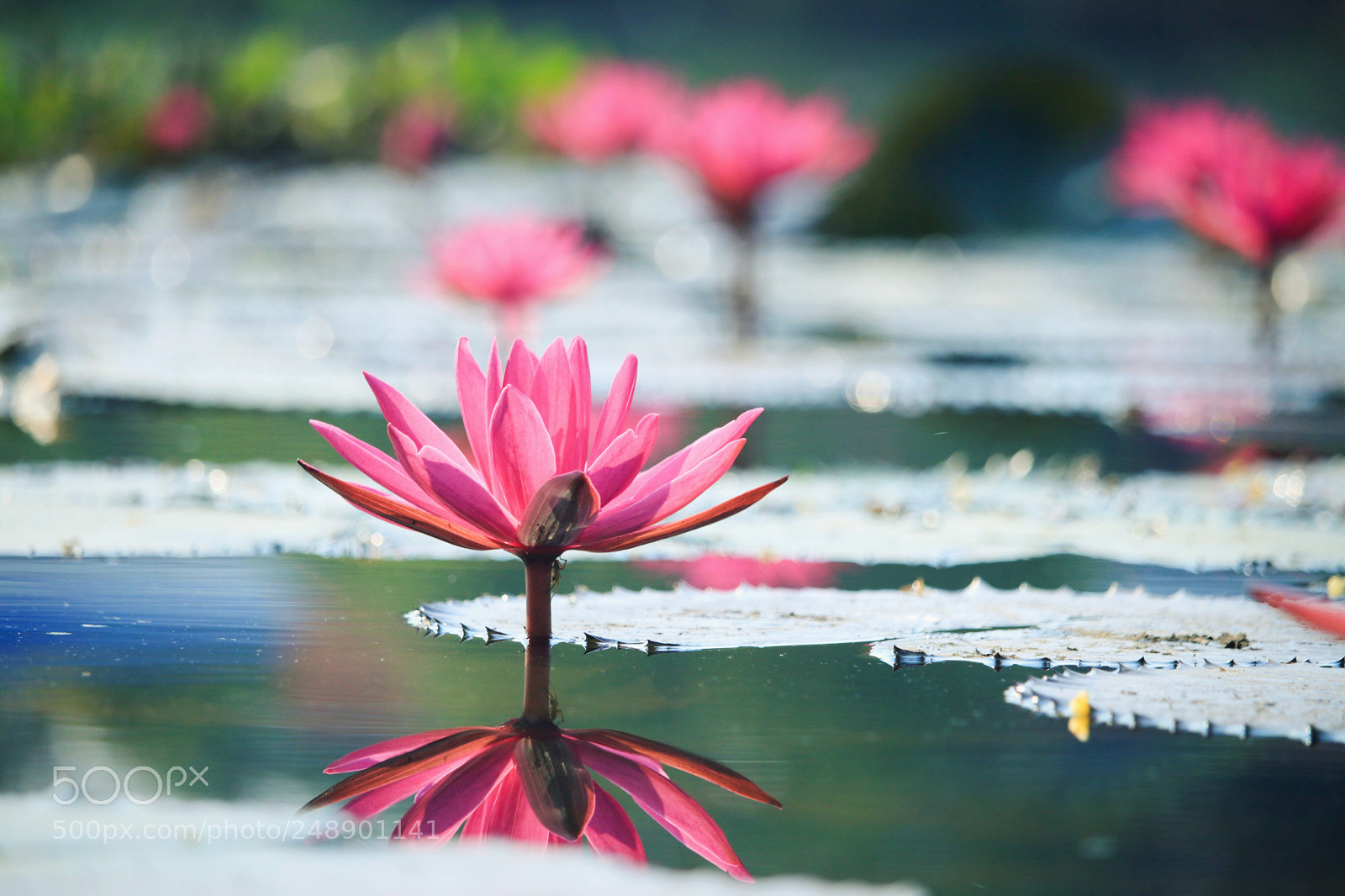 Canon EOS 70D sample photo. Lotus in the pond photography