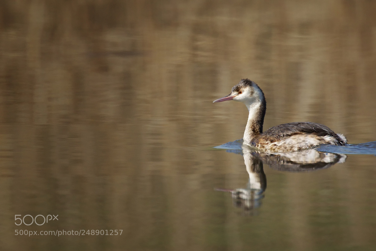 Sony ILCA-77M2 sample photo. Great crested grebe podiceps photography