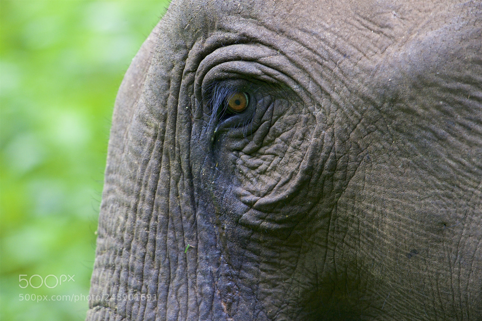 Nikon D5 sample photo. Asian elephant photography