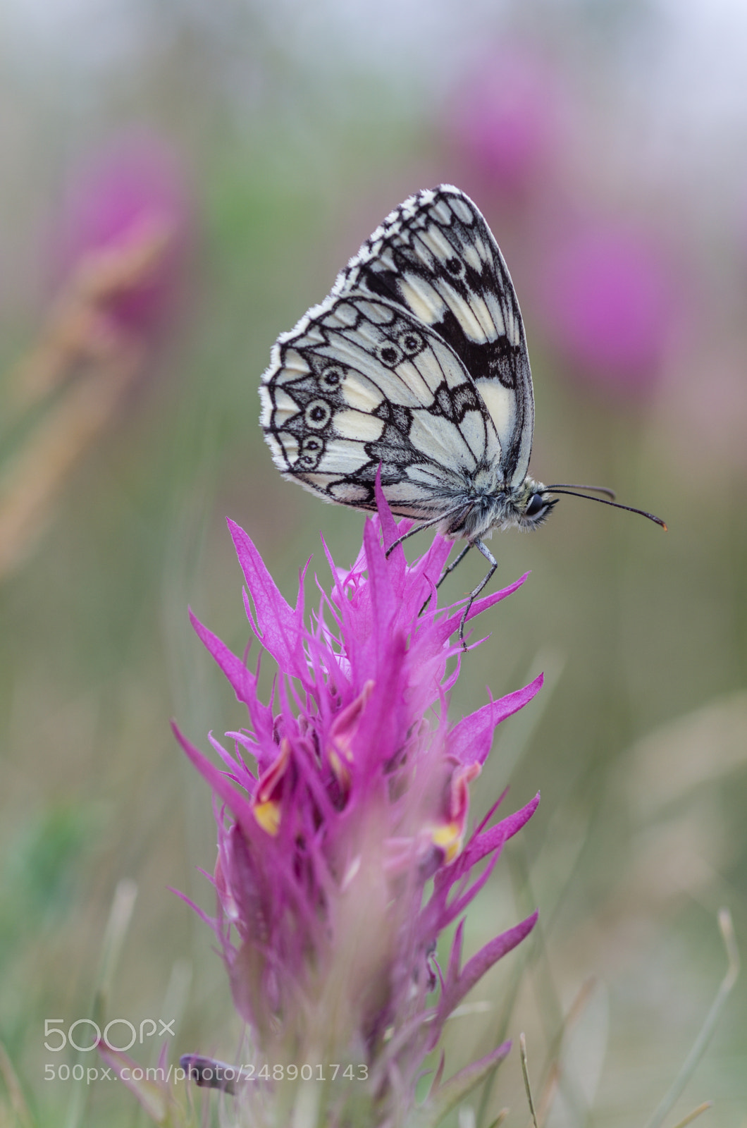 Pentax K-5 sample photo. Marbled white photography