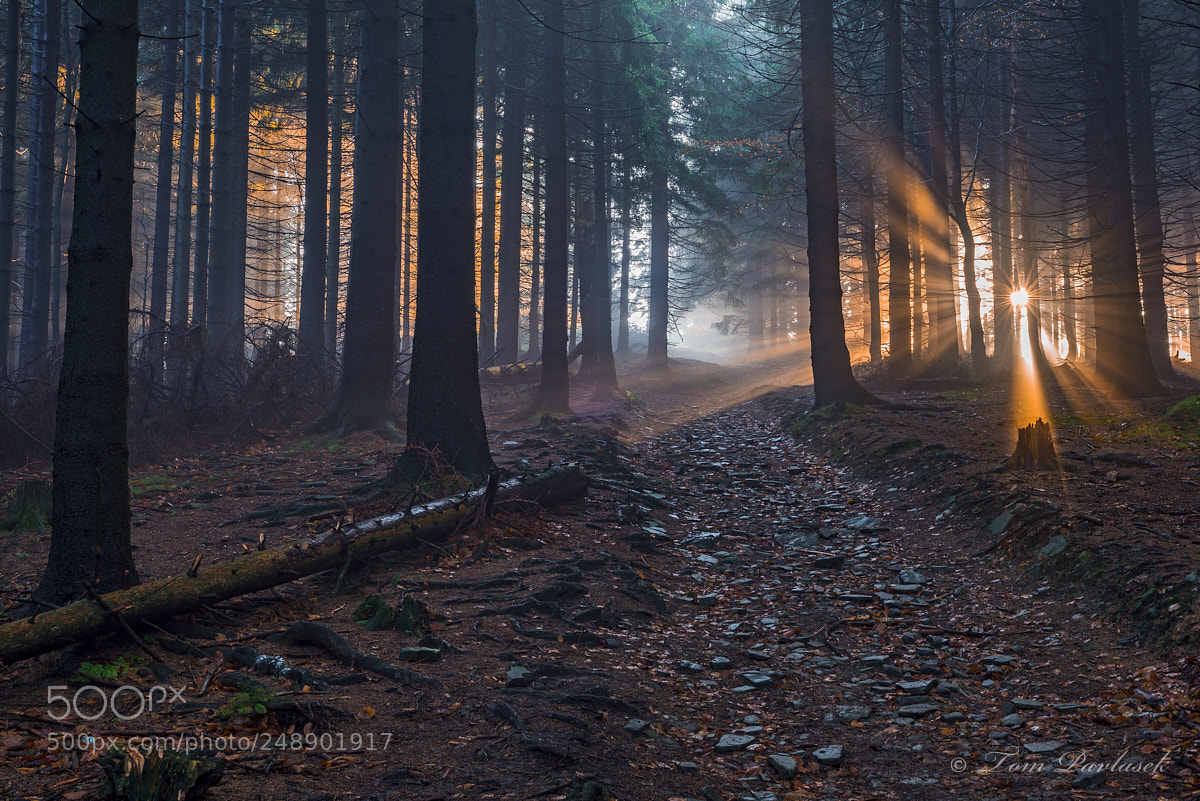 Nikon D600 sample photo. Spruce forest with sun photography