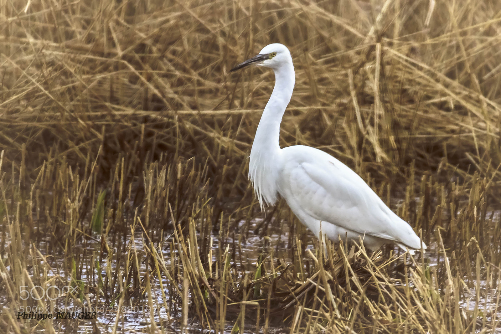 Canon EOS 7D Mark II sample photo. Aigrette garzette photography