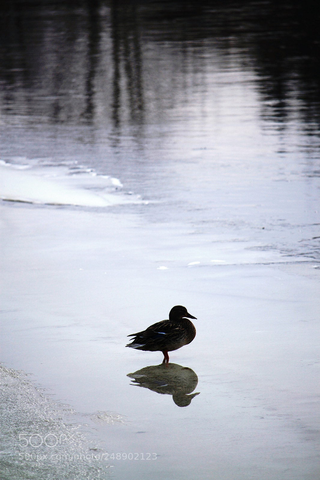 Canon EOS 500D (EOS Rebel T1i / EOS Kiss X3) sample photo. Duck shadow photography