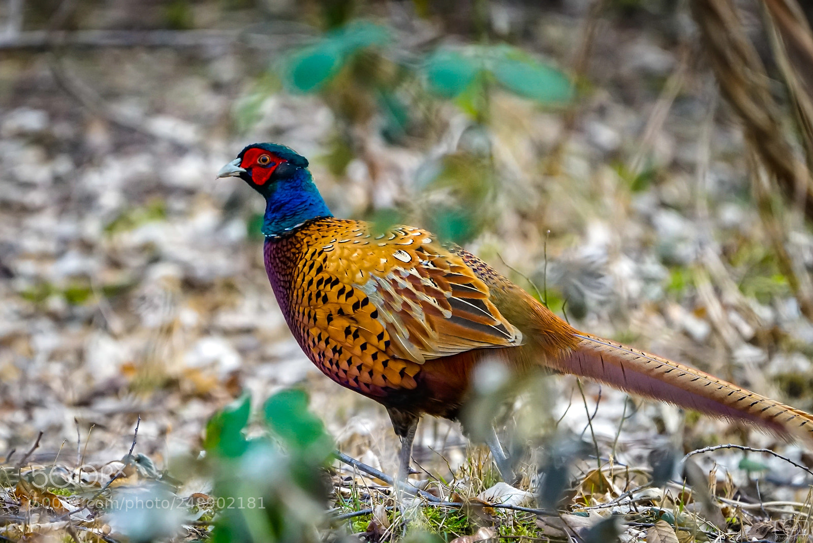 Sony a7R II sample photo. Fasan photography