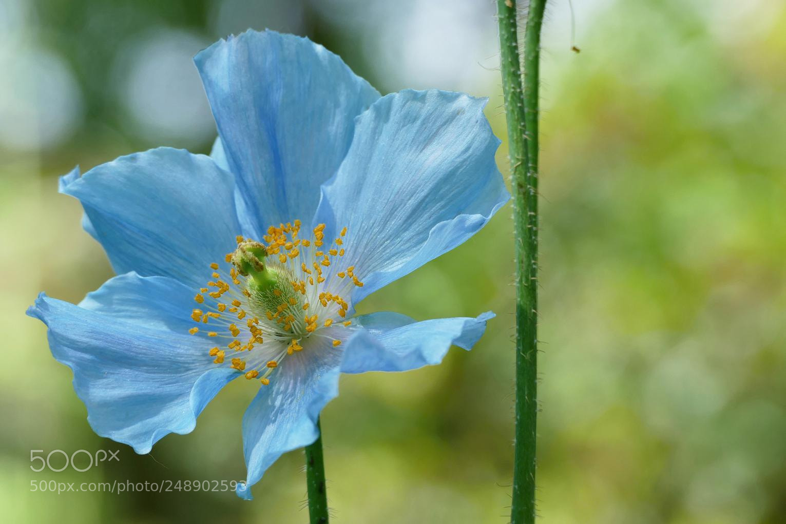 Panasonic Lumix DMC-FZ1000 sample photo. Meconopsis betonicifolia photography