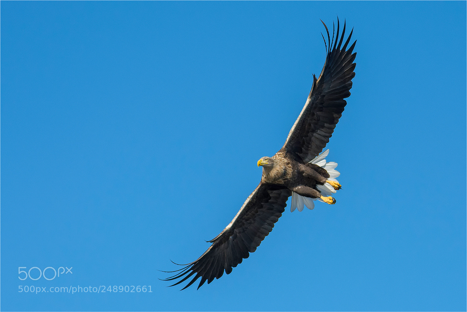 Nikon D7200 sample photo. Flying white-tailed eagle photography