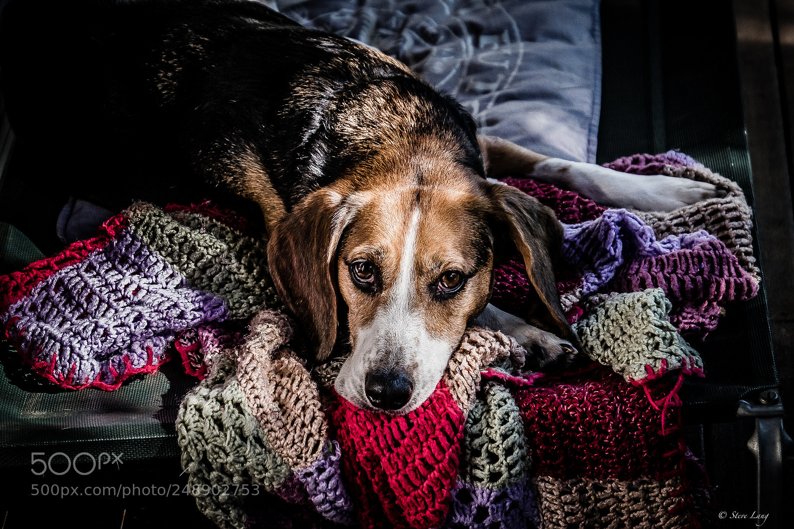 Fujifilm X-T1 sample photo. Beagle awake, just photography