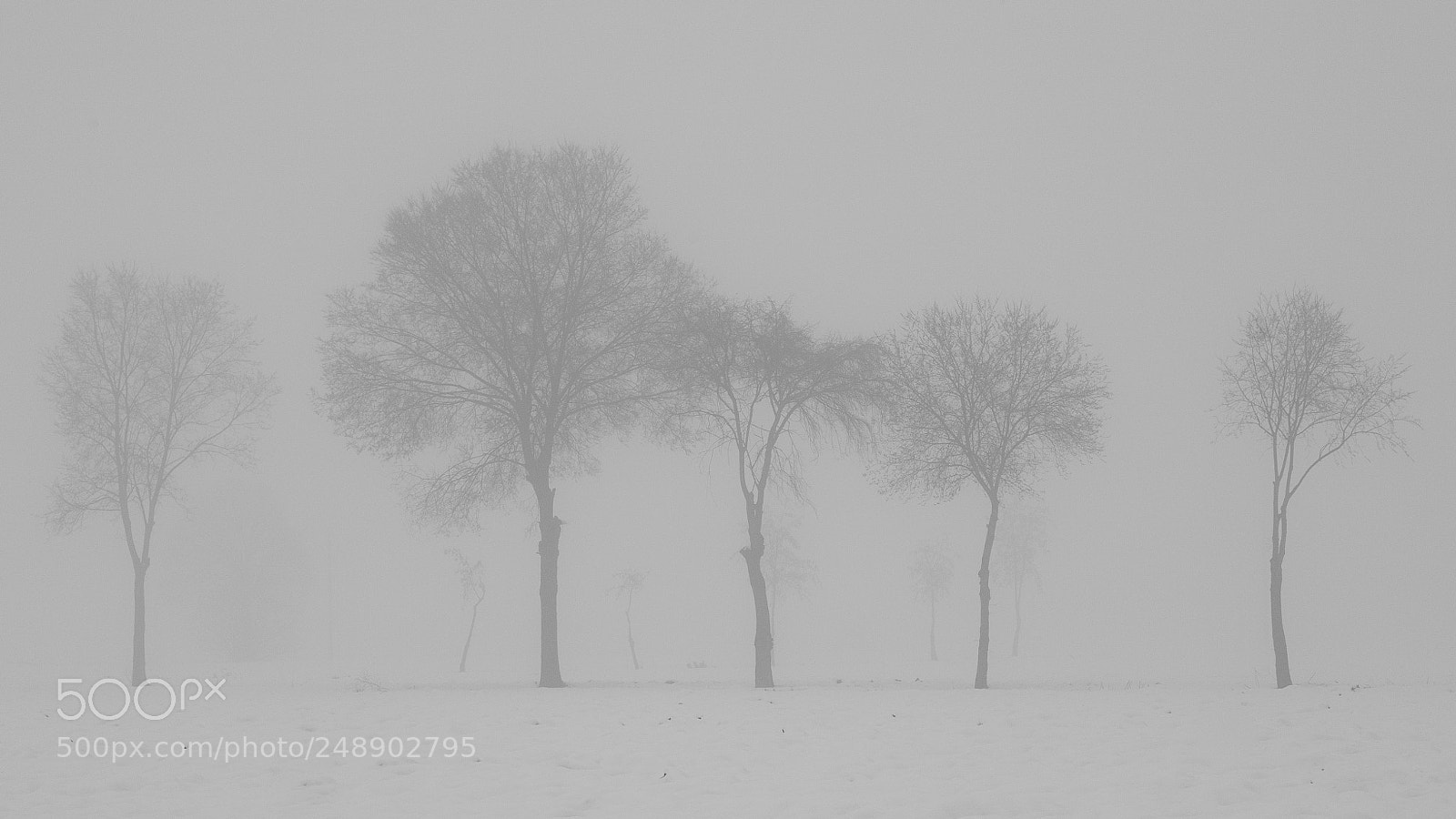 Canon EOS 5D sample photo. Snowfog photography