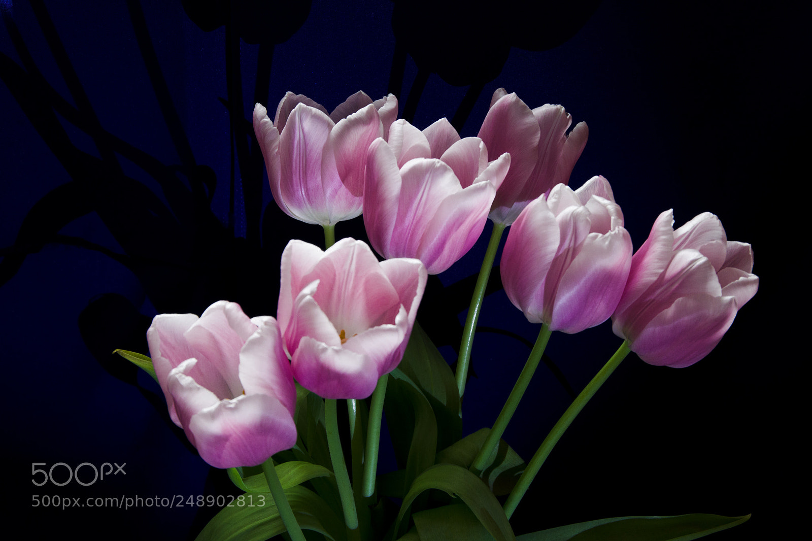 Pentax K-70 sample photo. Tulips photography